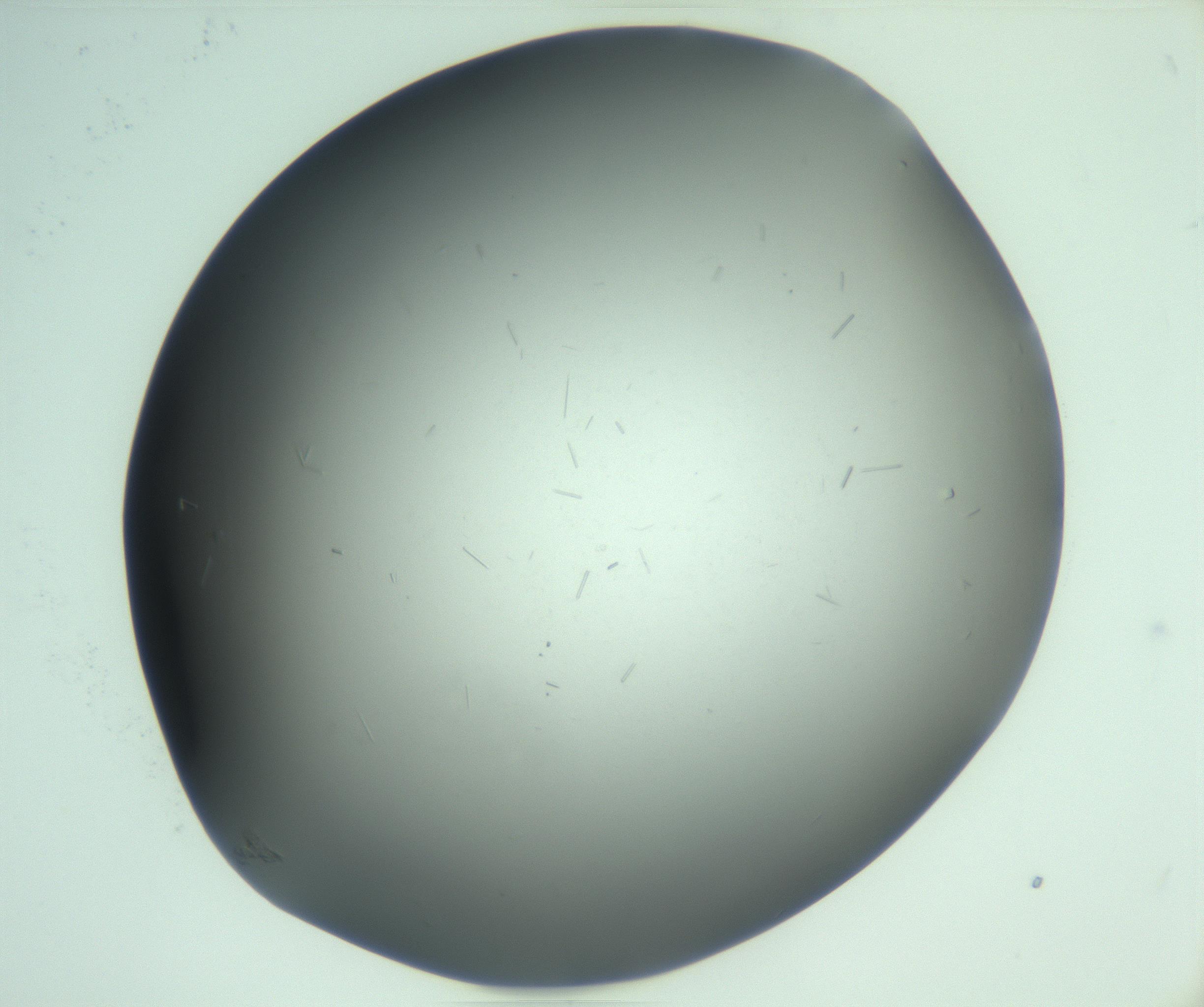 RI01_03_000_0212_Proj1_Clon1_MC_0000MC103268_002_170210_09_04_02_00_99_002_001_RAI.jpg