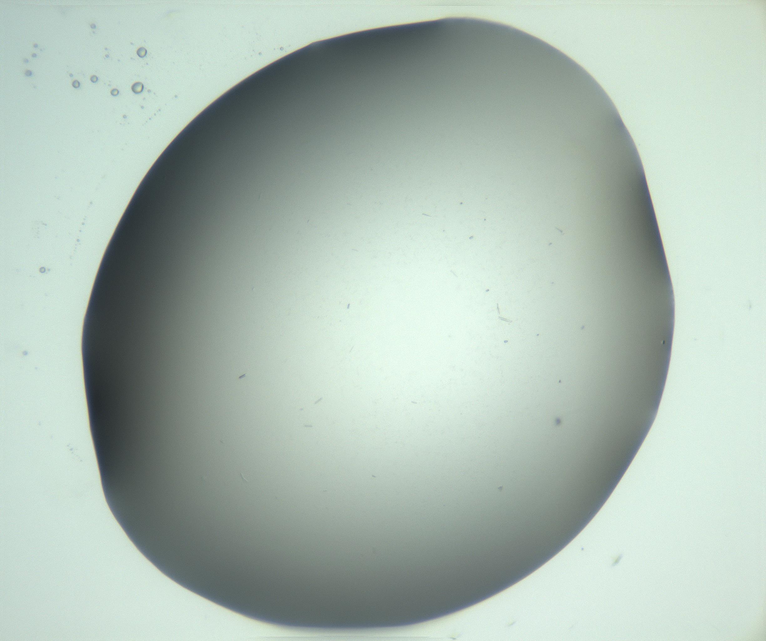 RI01_03_000_0212_Proj1_Clon1_MC_0000MC103268_002_170210_10_04_02_00_99_002_001_RAI.jpg
