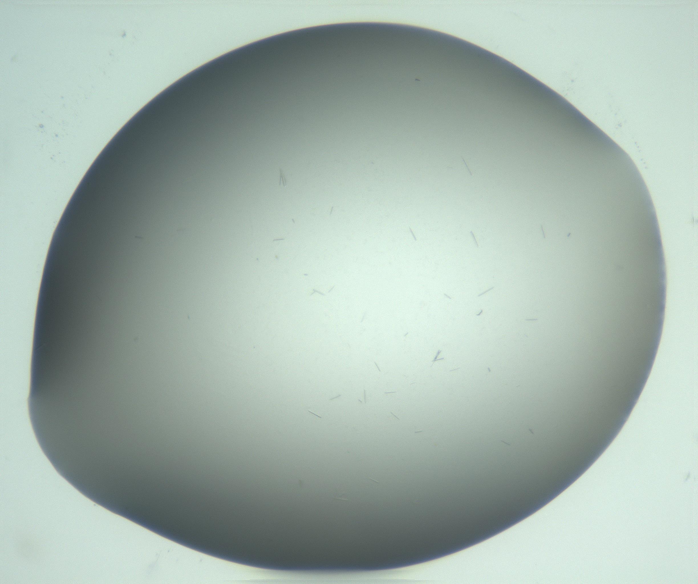 RI01_03_000_0212_Proj1_Clon1_MC_0000MC103268_002_170210_11_07_02_00_99_002_001_RAI.jpg