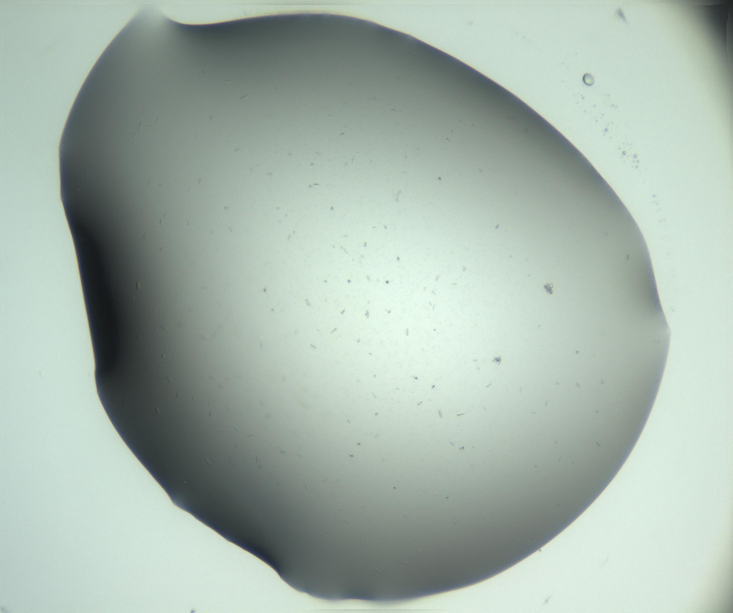 RI01_03_000_0212_Proj1_Clon1_MC_0000MC103268_003_170212_01_04_02_00_99_002_001_RAI.jpg