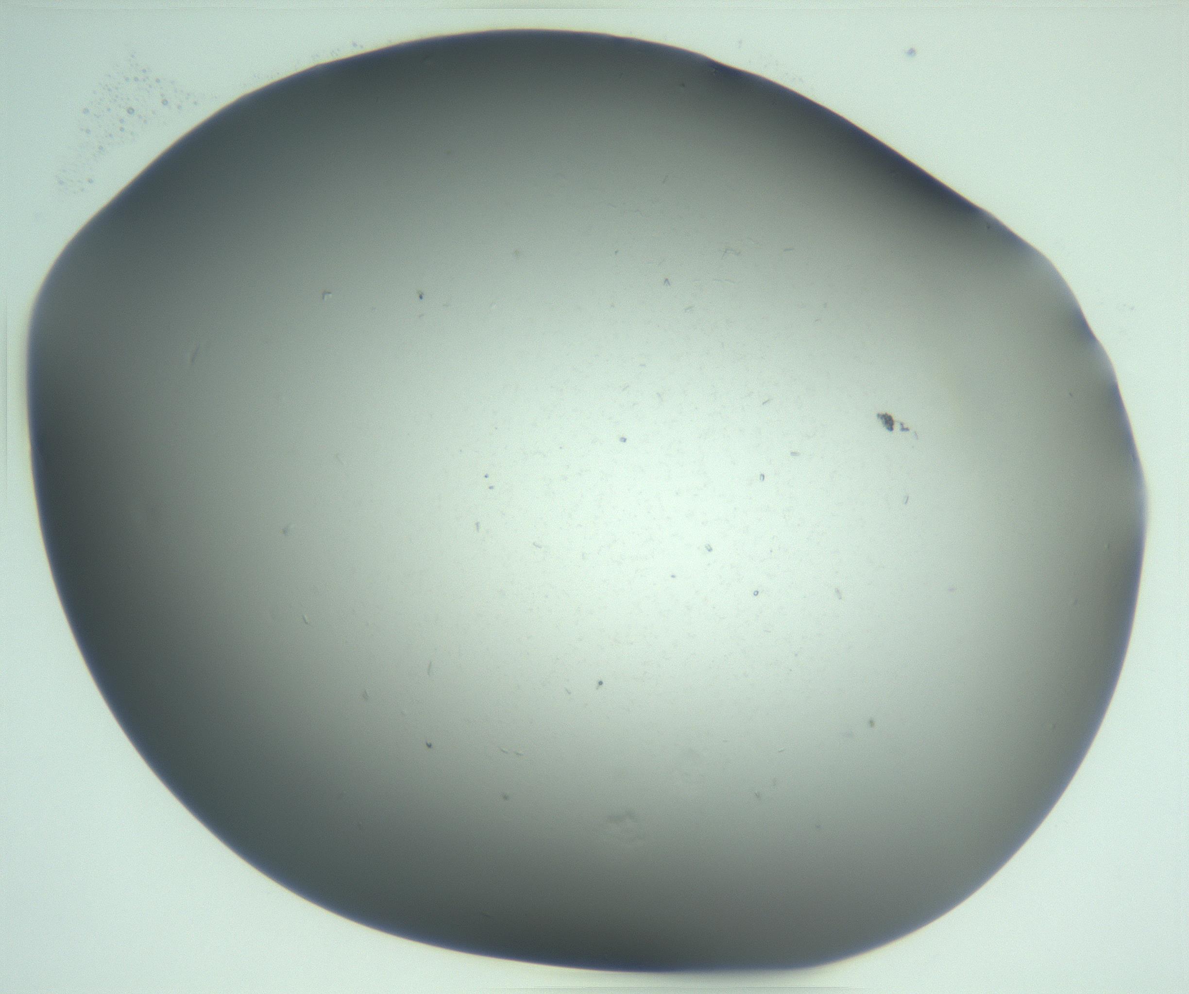 RI01_03_000_0212_Proj1_Clon1_MC_0000MC103268_003_170212_01_06_02_00_99_002_001_RAI.jpg