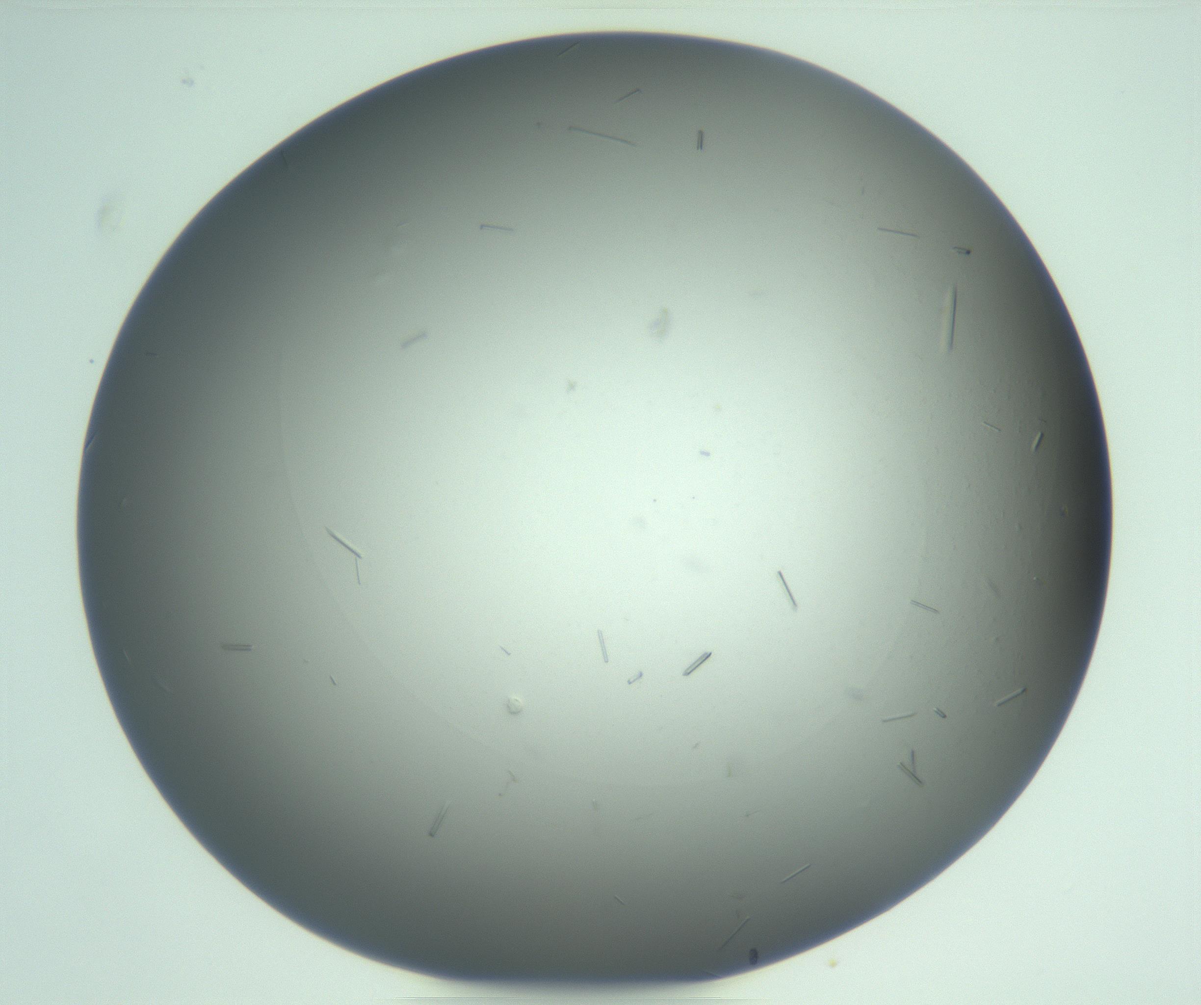 RI01_03_000_0212_Proj1_Clon1_MC_0000MC103268_003_170212_01_08_01_00_99_002_001_RAI.jpg