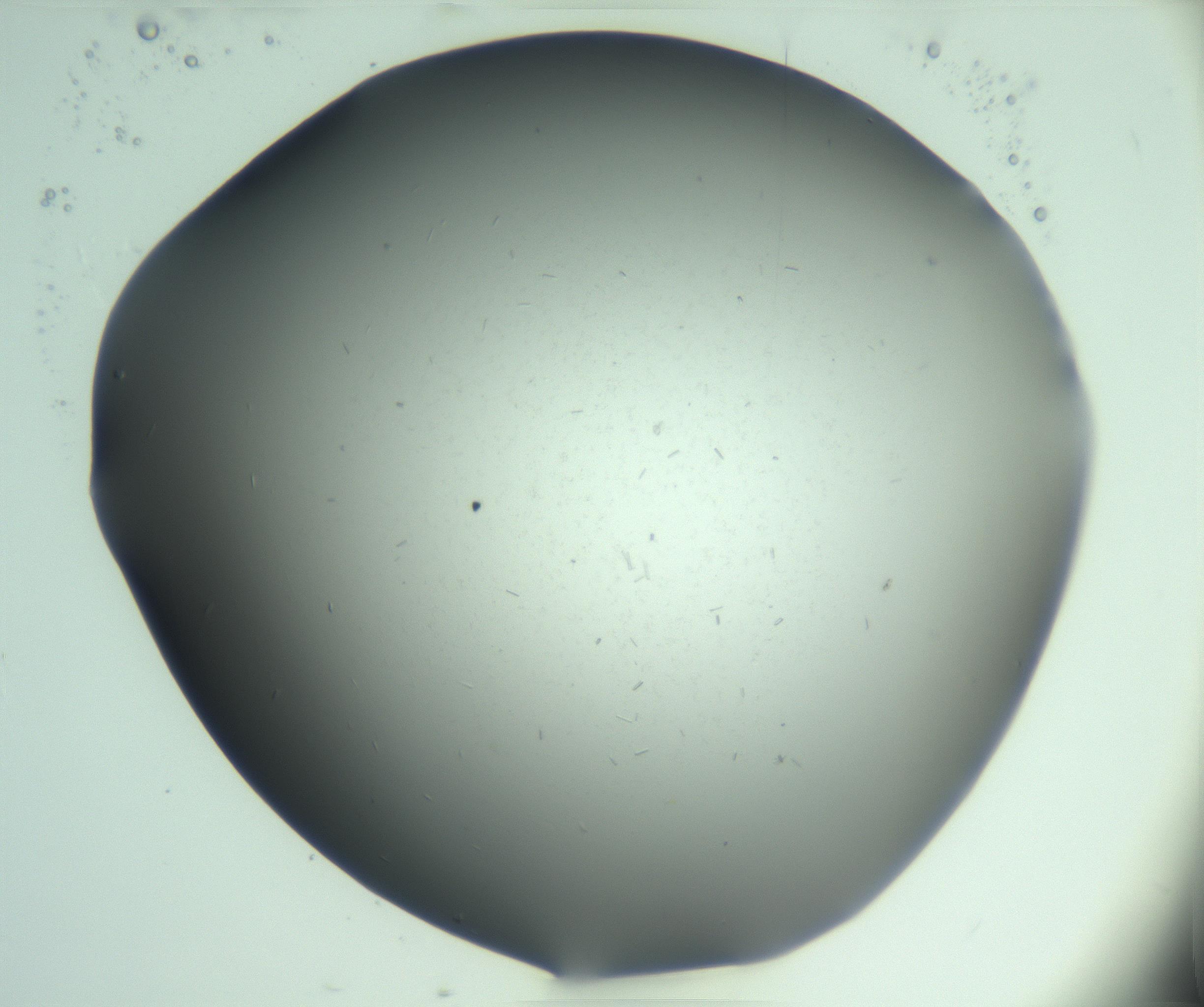 RI01_03_000_0212_Proj1_Clon1_MC_0000MC103268_003_170212_02_03_02_00_99_002_001_RAI.jpg
