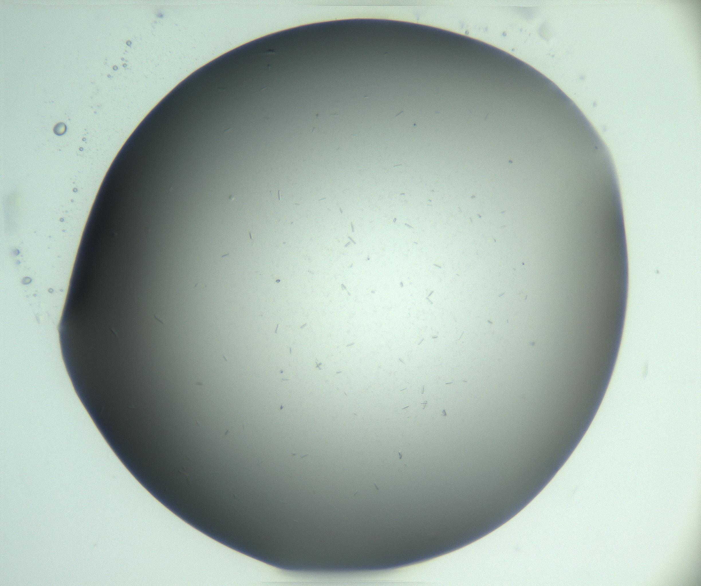 RI01_03_000_0212_Proj1_Clon1_MC_0000MC103268_003_170212_02_04_02_00_99_002_001_RAI.jpg