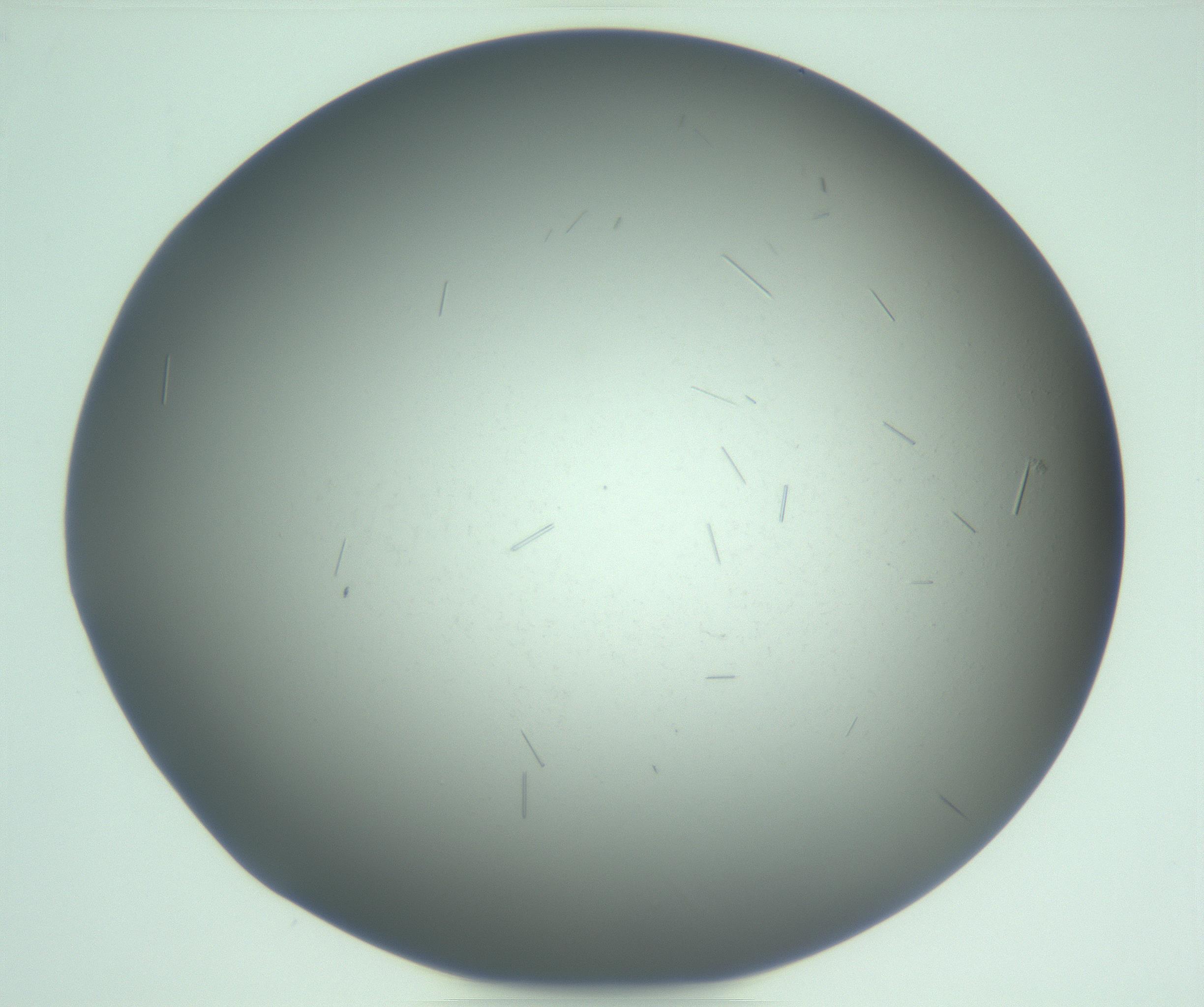 RI01_03_000_0212_Proj1_Clon1_MC_0000MC103268_003_170212_02_05_01_00_99_002_001_RAI.jpg