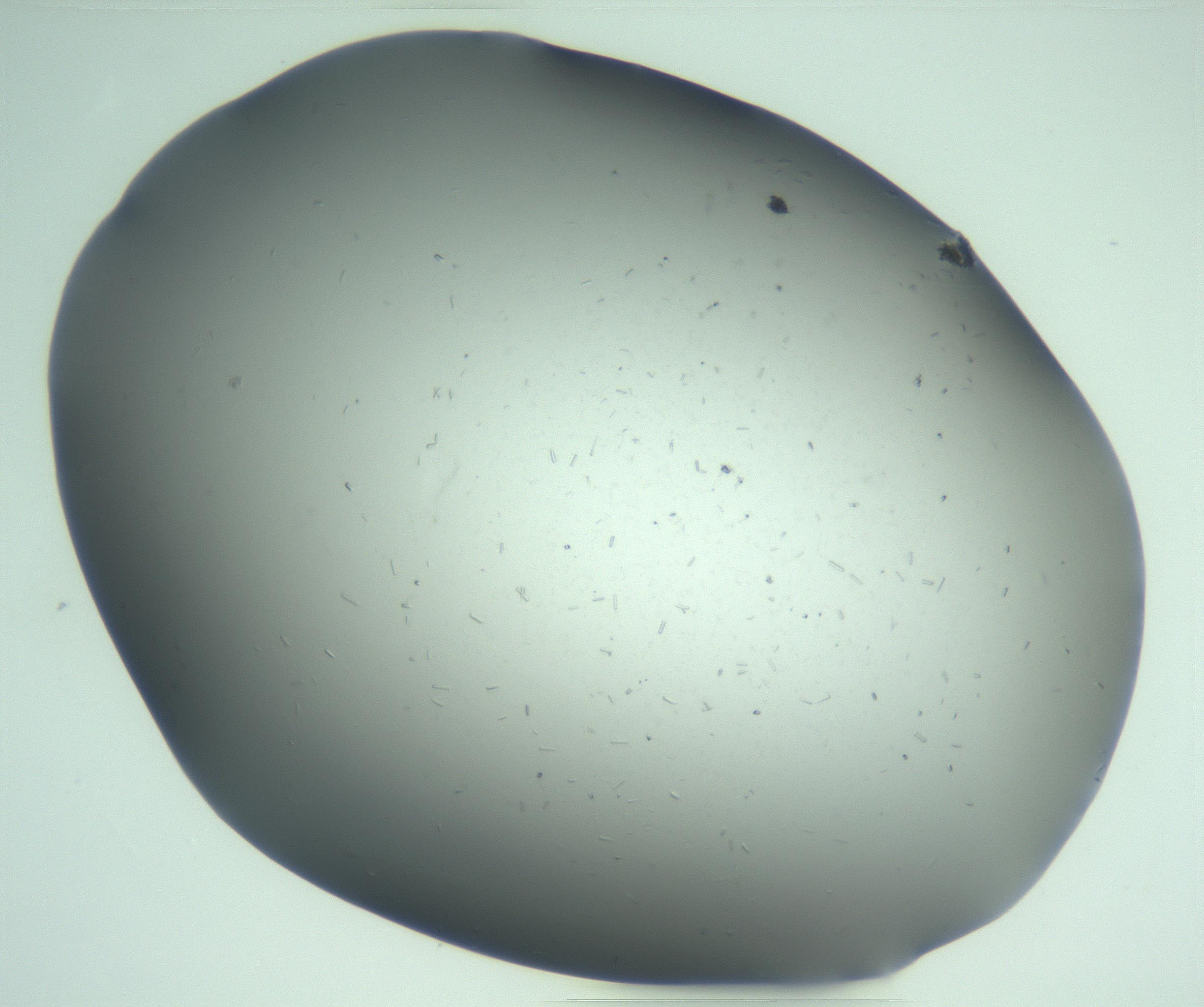 RI01_03_000_0212_Proj1_Clon1_MC_0000MC103268_003_170212_02_06_02_00_99_002_001_RAI.jpg