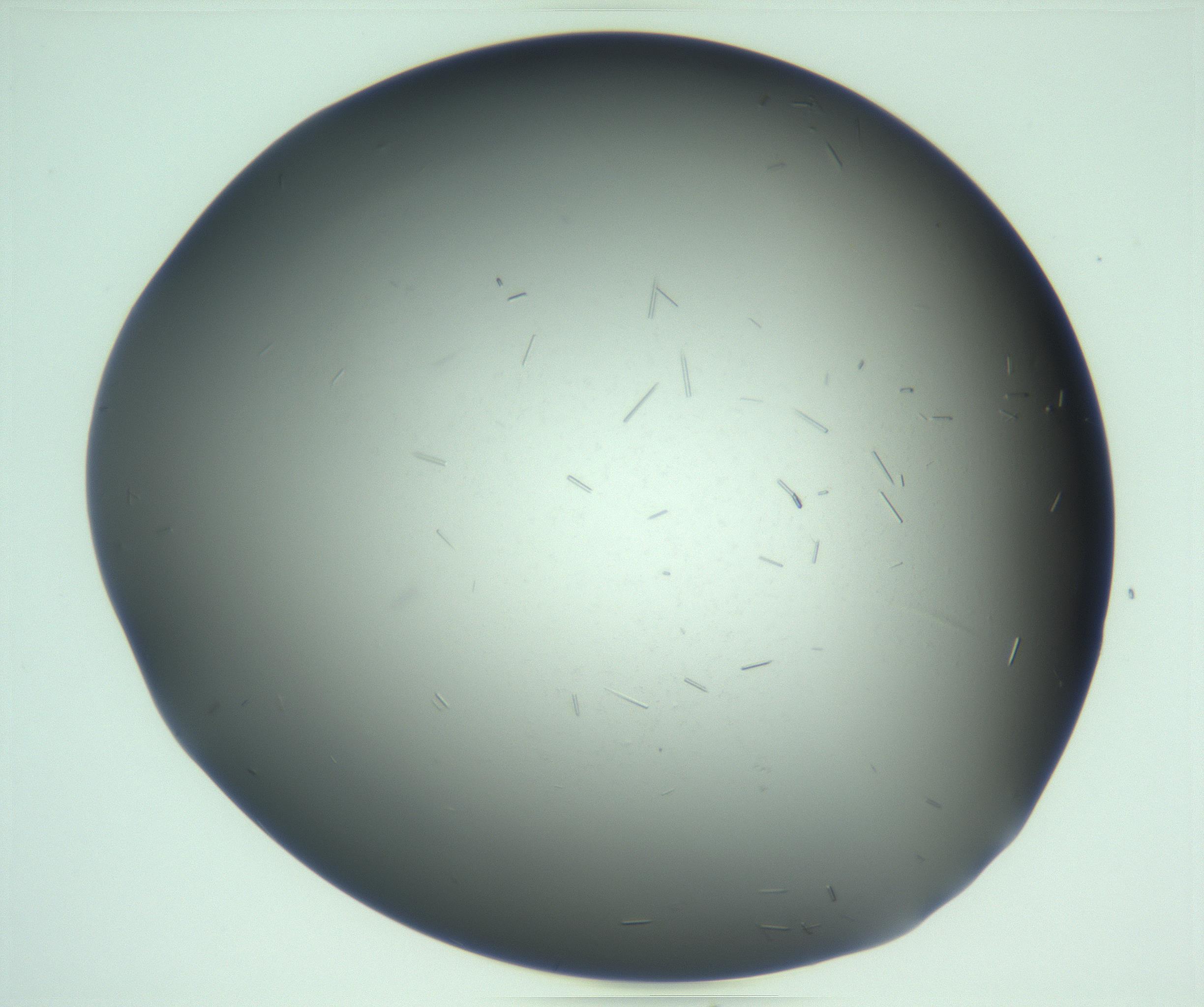RI01_03_000_0212_Proj1_Clon1_MC_0000MC103268_003_170212_03_02_01_00_99_002_001_RAI.jpg