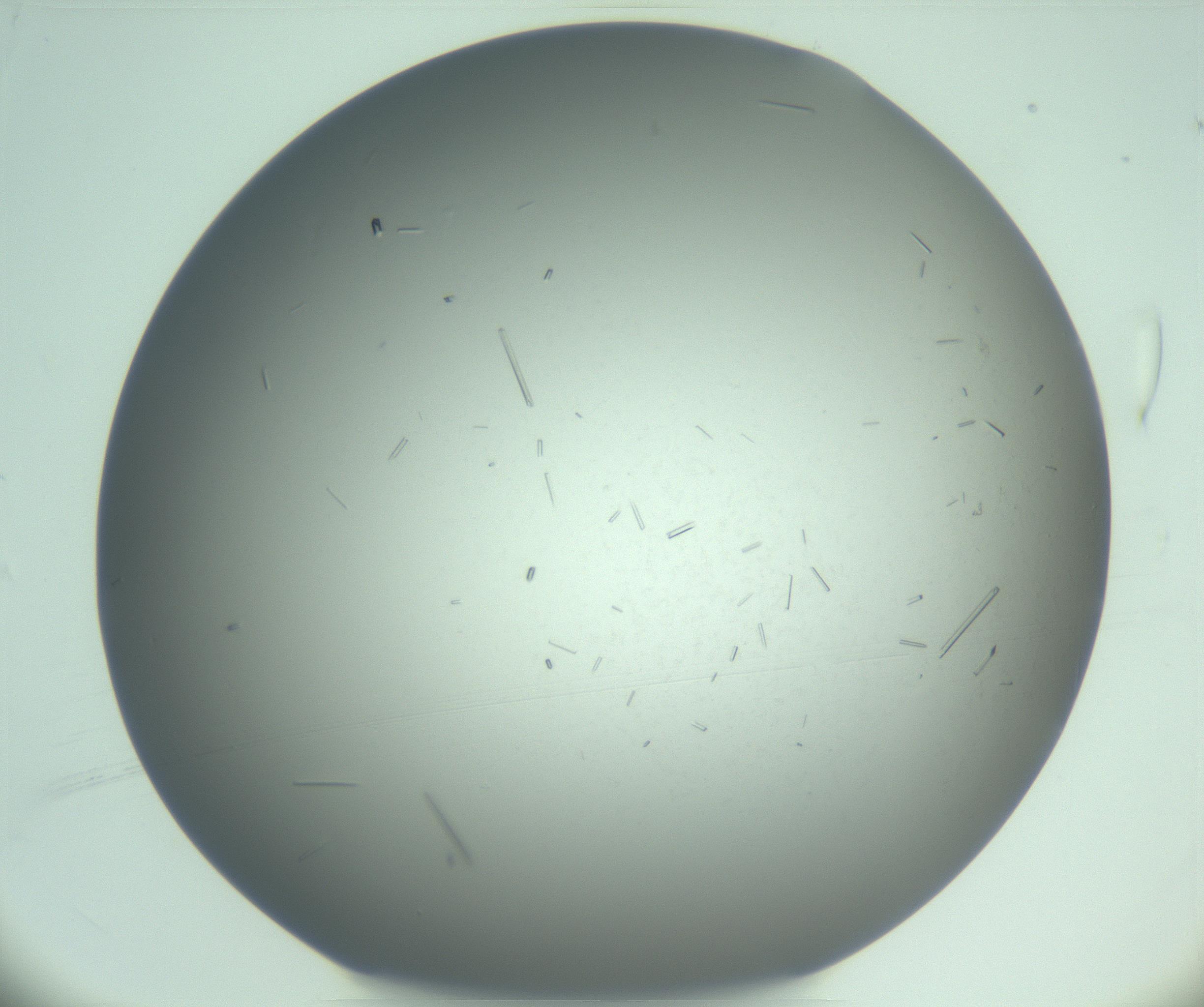 RI01_03_000_0212_Proj1_Clon1_MC_0000MC103268_003_170212_04_01_01_00_99_002_001_RAI.jpg