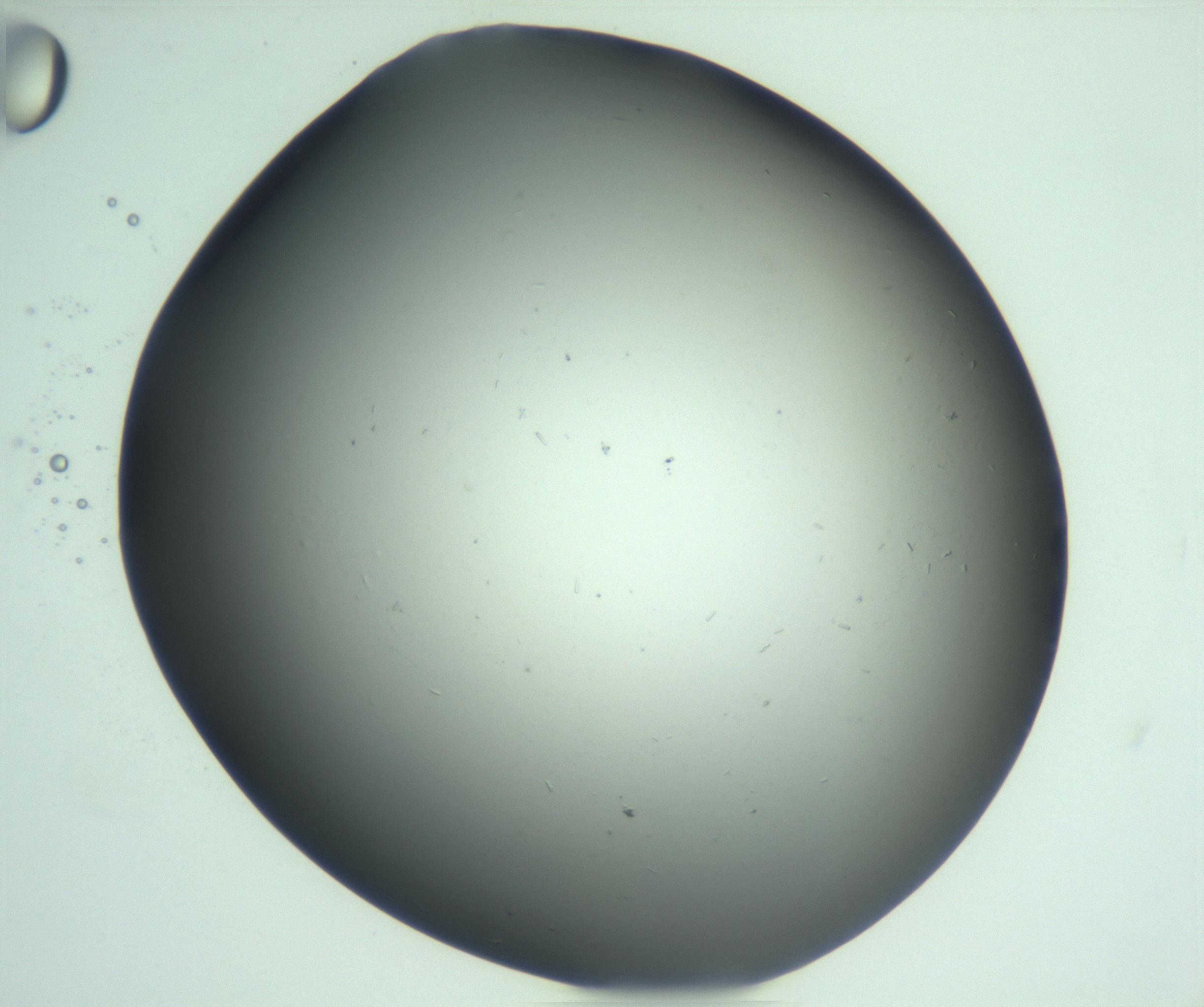 RI01_03_000_0212_Proj1_Clon1_MC_0000MC103268_003_170212_05_03_02_00_99_002_001_RAI.jpg
