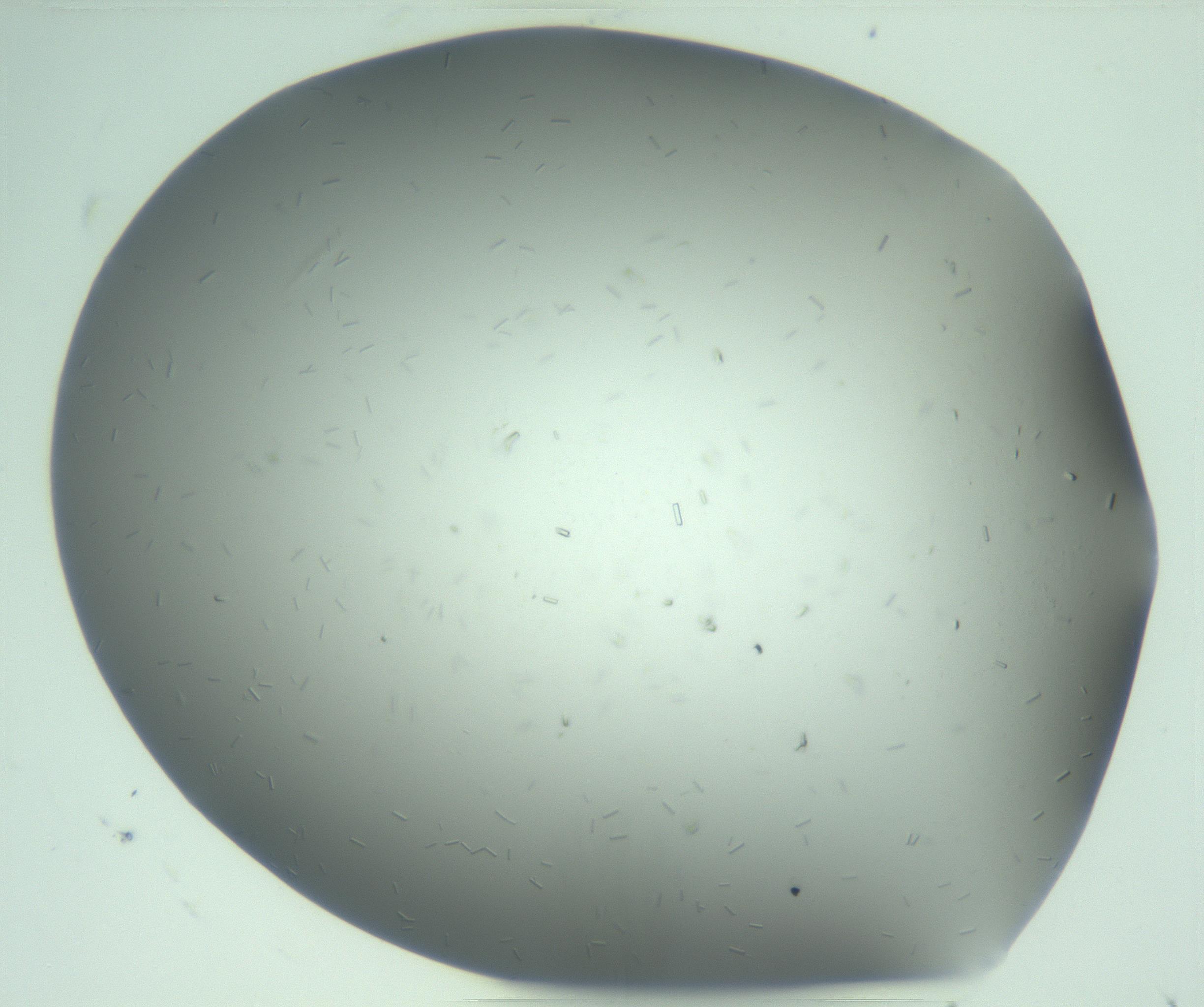 RI01_03_000_0212_Proj1_Clon1_MC_0000MC103268_003_170212_06_02_02_00_99_002_001_RAI.jpg