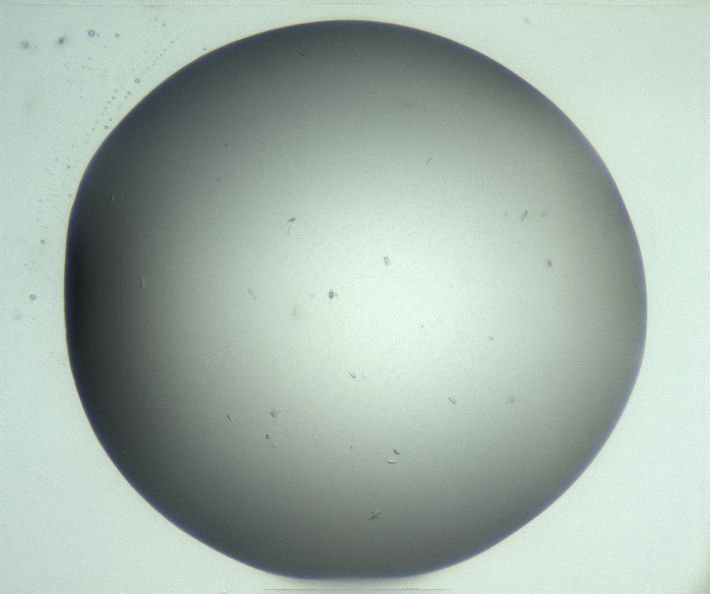 RI01_03_000_0212_Proj1_Clon1_MC_0000MC103268_003_170212_06_04_02_00_99_002_001_RAI.jpg
