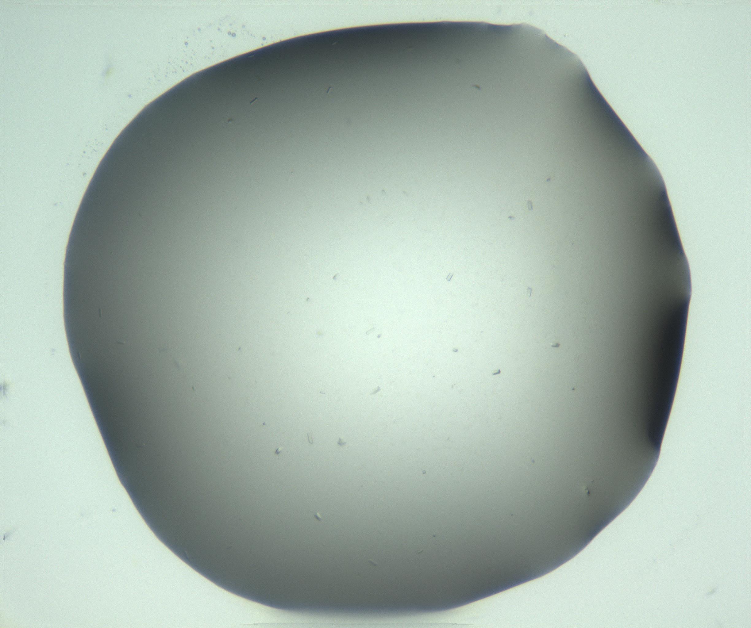 RI01_03_000_0212_Proj1_Clon1_MC_0000MC103268_003_170212_07_01_02_00_99_002_001_RAI.jpg