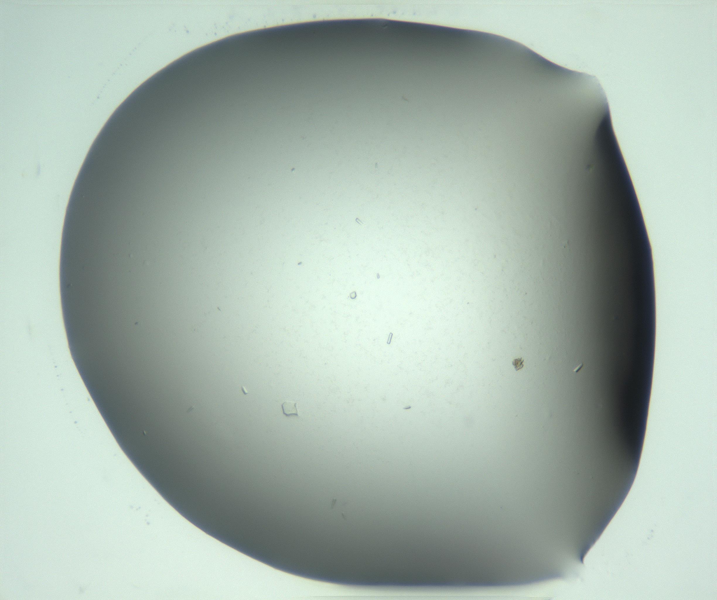 RI01_03_000_0212_Proj1_Clon1_MC_0000MC103268_003_170212_07_02_02_00_99_002_001_RAI.jpg