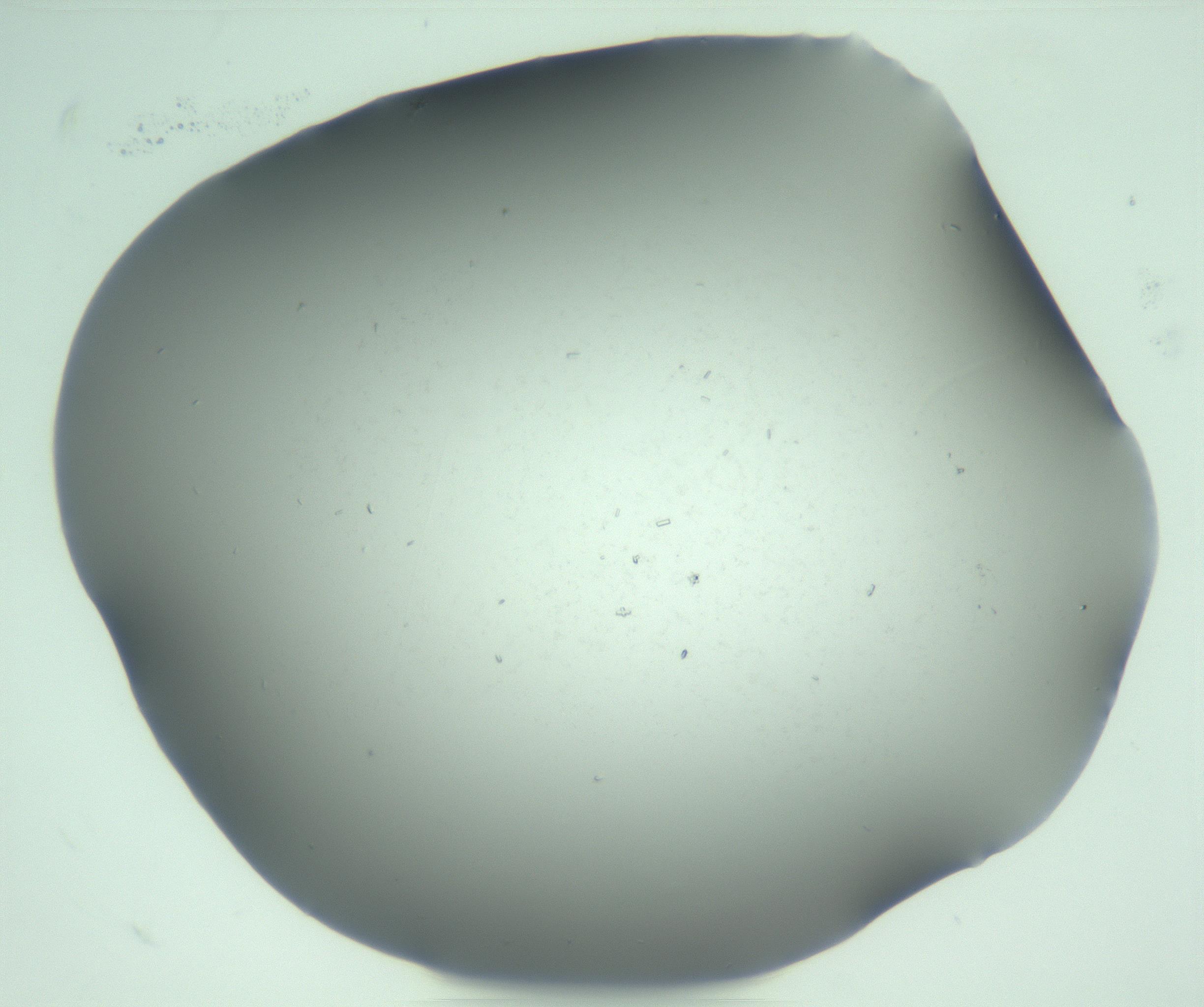 RI01_03_000_0212_Proj1_Clon1_MC_0000MC103268_003_170212_08_01_02_00_99_002_001_RAI.jpg