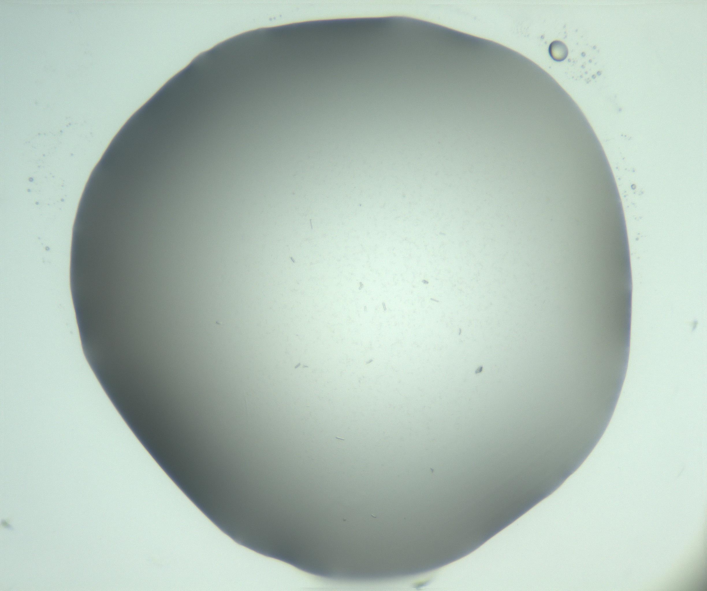 RI01_03_000_0212_Proj1_Clon1_MC_0000MC103268_003_170212_08_03_02_00_99_002_001_RAI.jpg