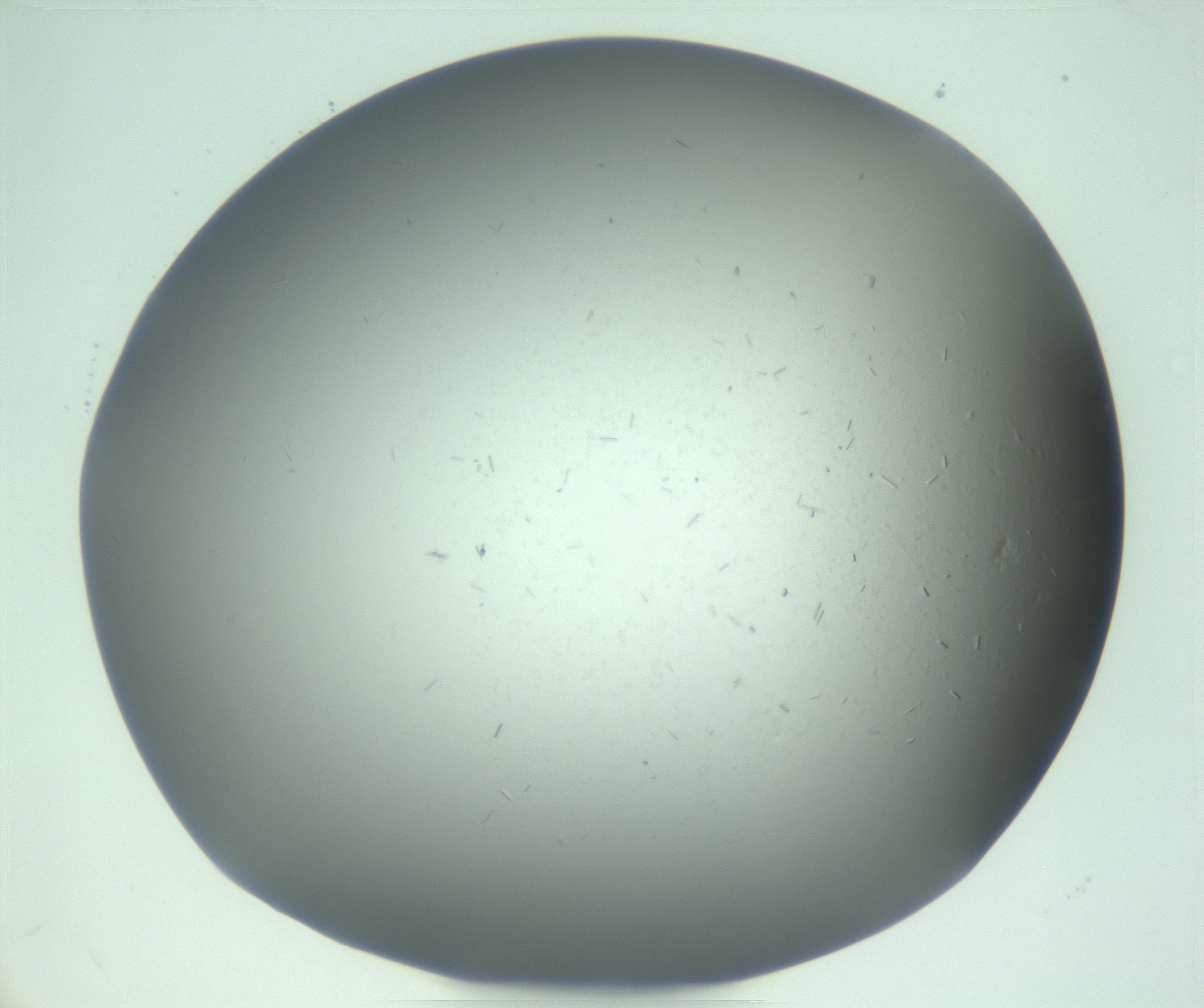 RI01_03_000_0212_Proj1_Clon1_MC_0000MC103268_003_170212_09_05_02_00_99_002_001_RAI.jpg