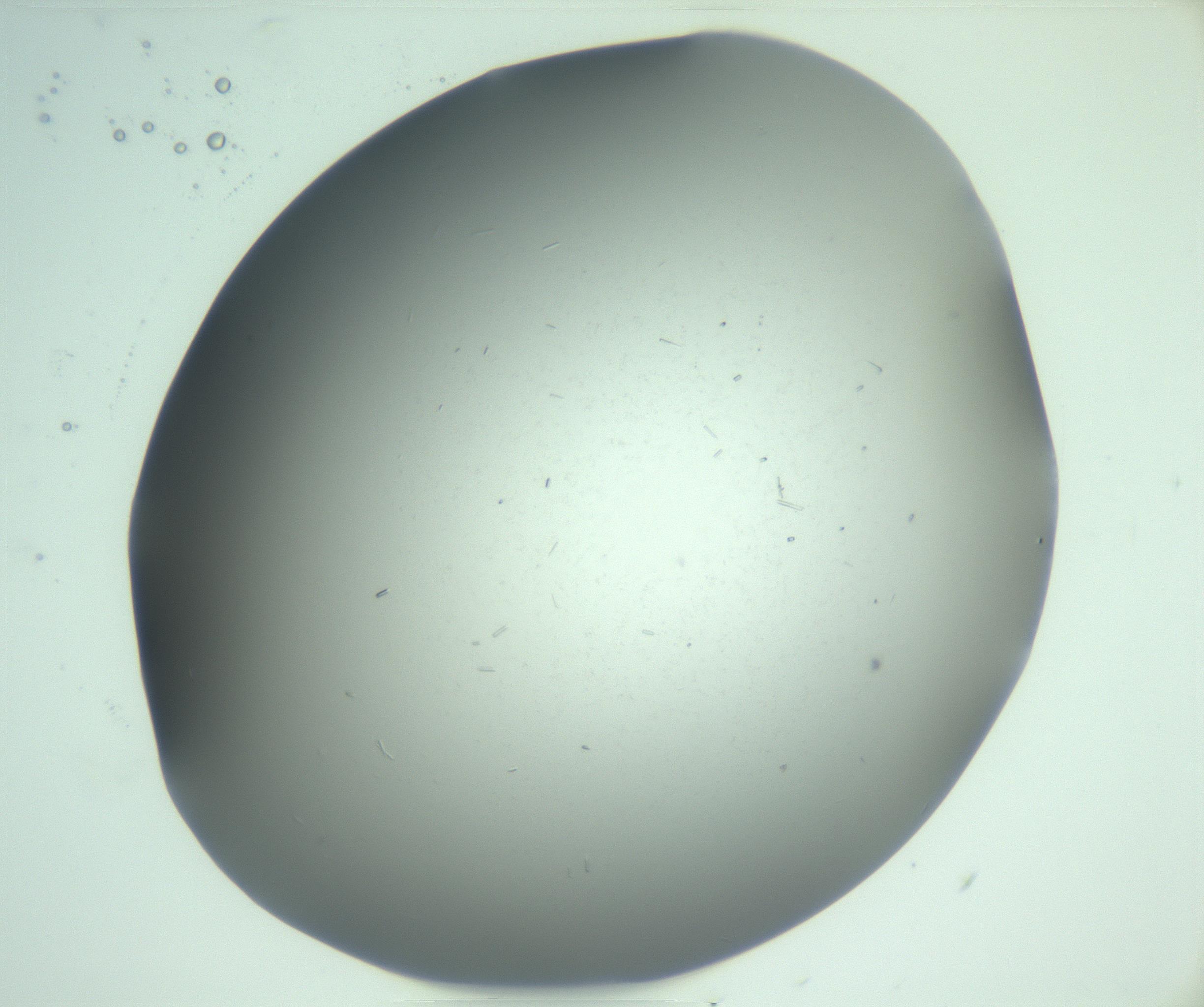 RI01_03_000_0212_Proj1_Clon1_MC_0000MC103268_003_170212_10_04_02_00_99_002_001_RAI.jpg