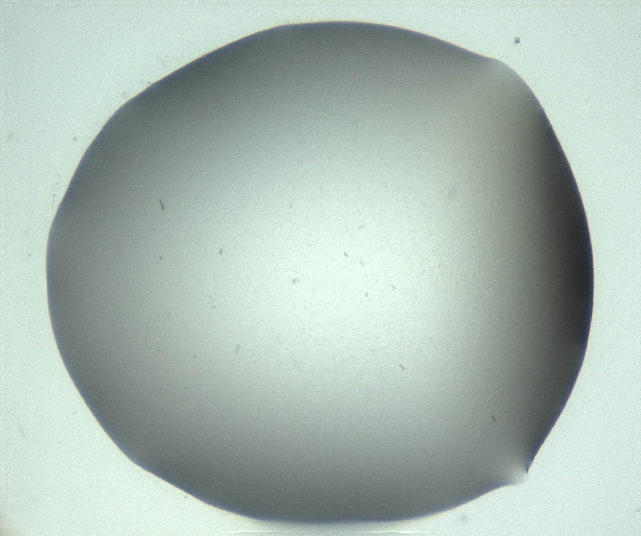 RI01_03_000_0212_Proj1_Clon1_MC_0000MC103268_003_170212_10_05_02_00_99_002_001_RAI.jpg