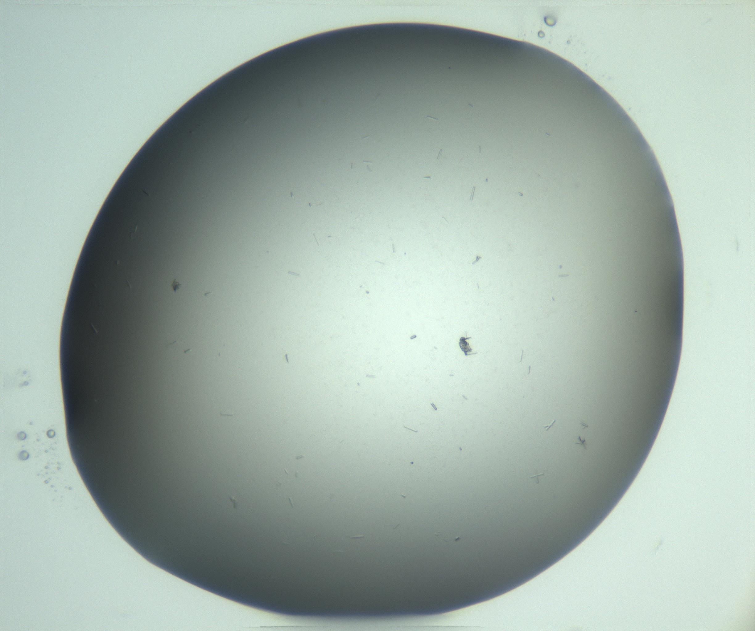 RI01_03_000_0212_Proj1_Clon1_MC_0000MC103268_003_170212_10_06_02_00_99_002_001_RAI.jpg