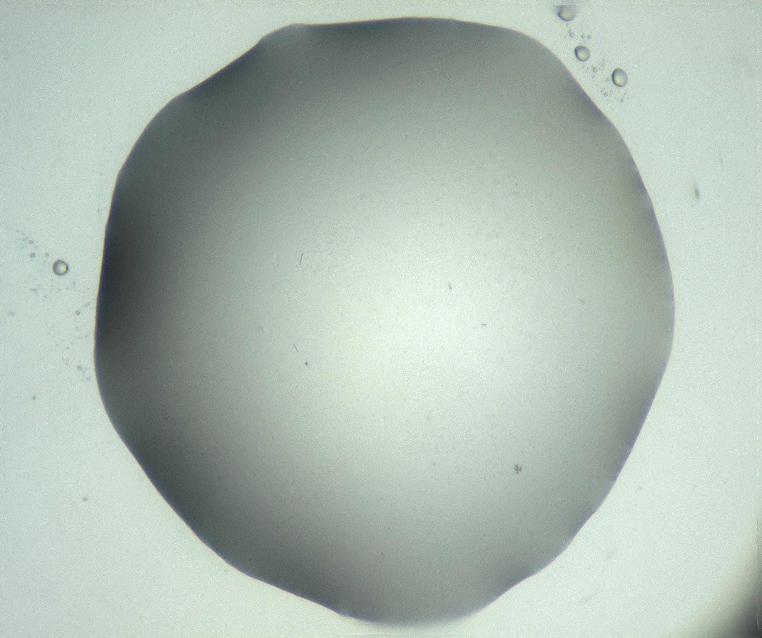 RI01_03_000_0212_Proj1_Clon1_MC_0000MC103268_003_170212_11_03_02_00_99_002_001_RAI.jpg