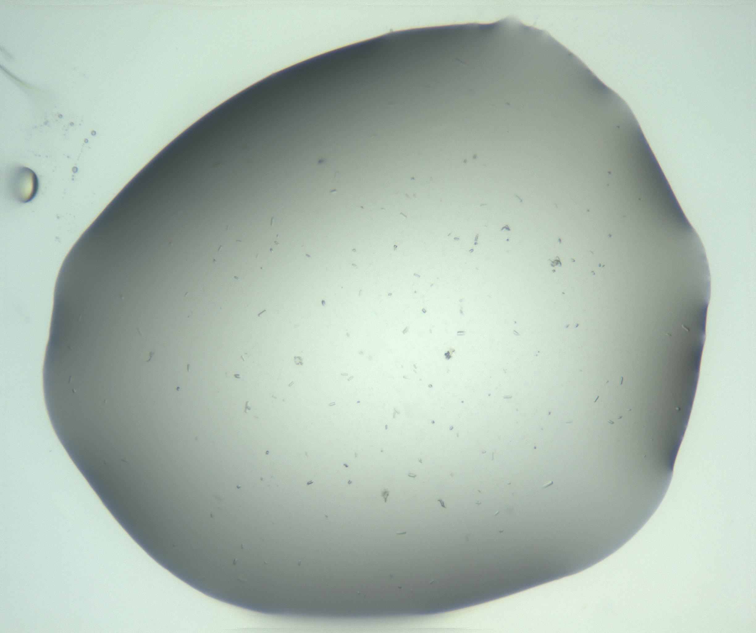 RI01_03_000_0212_Proj1_Clon1_MC_0000MC103268_003_170212_12_01_02_00_99_002_001_RAI.jpg