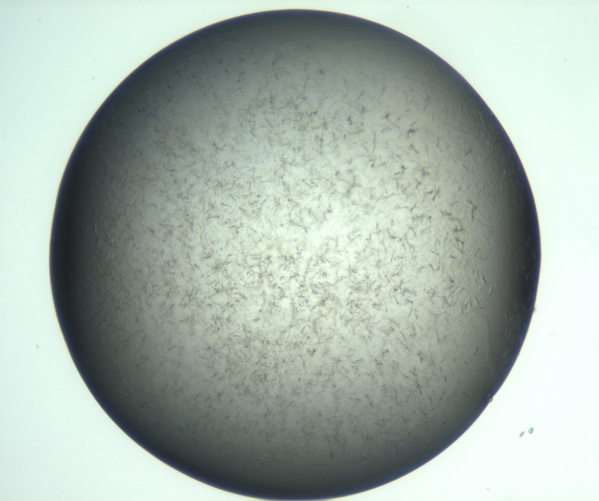 RI01_03_000_0212_Proj1_Clon1_MC_0000MC103269_002_170211_08_07_01_00_99_002_001_RAI.jpg