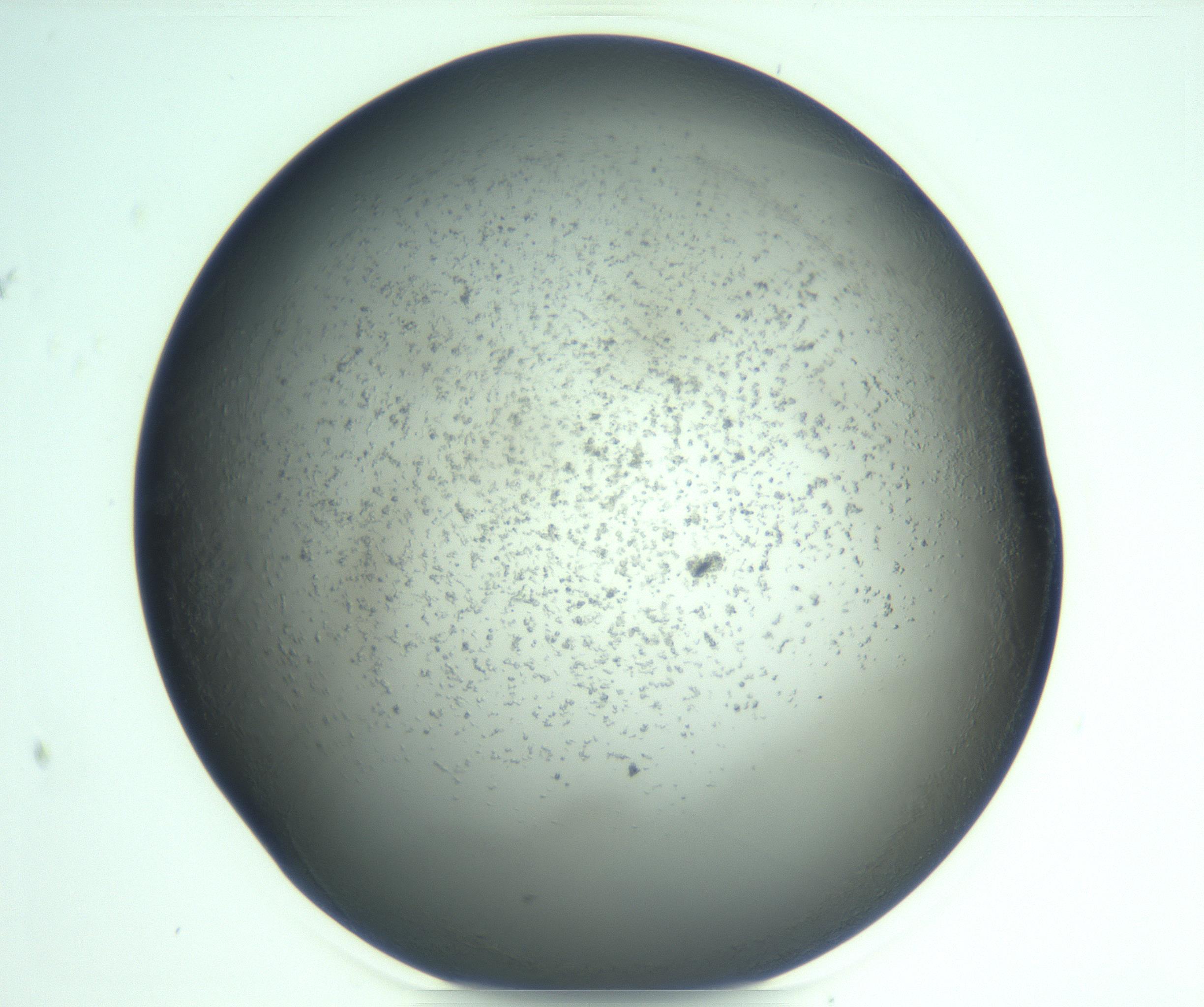 RI01_03_000_0212_Proj1_Clon1_MC_0000MC103269_002_170211_08_07_02_00_99_002_001_RAI.jpg