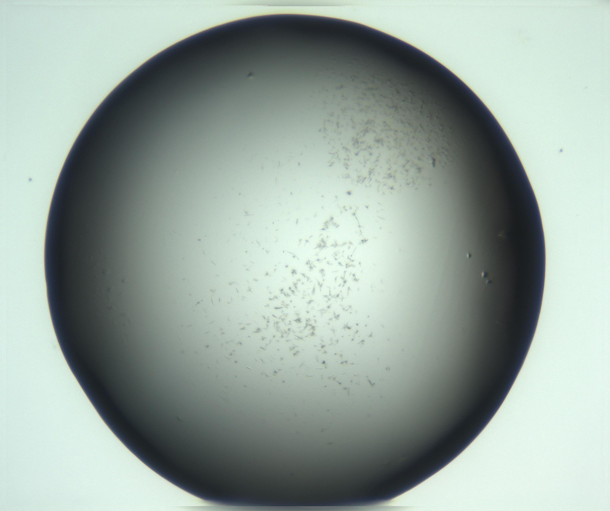 RI01_03_000_0212_Proj1_Clon1_MC_0000MC103269_002_170211_09_06_01_00_99_002_001_RAI.jpg
