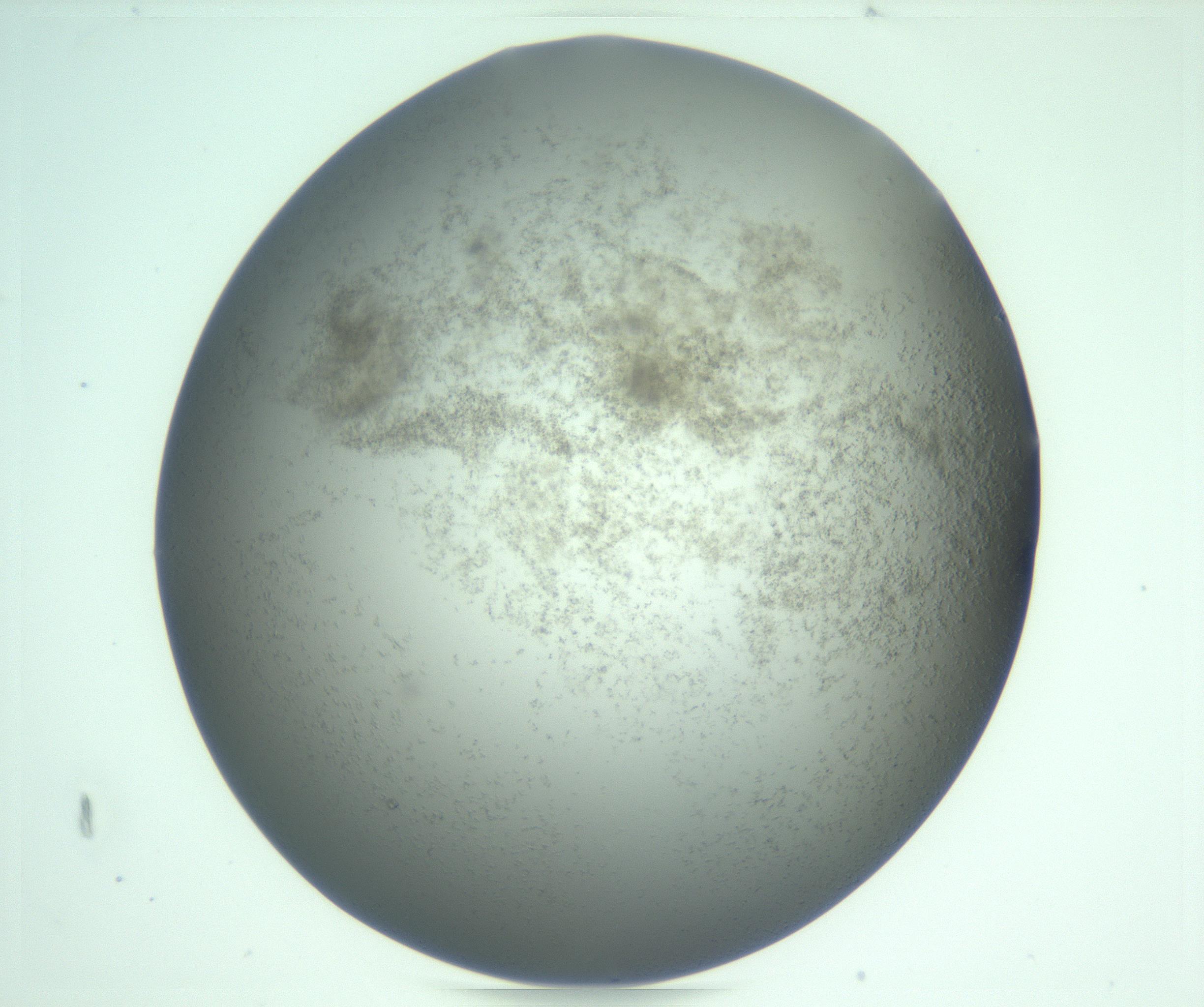 RI01_03_000_0212_Proj1_Clon1_MC_0000MC103270_002_170211_09_08_01_00_99_002_001_RAI.jpg