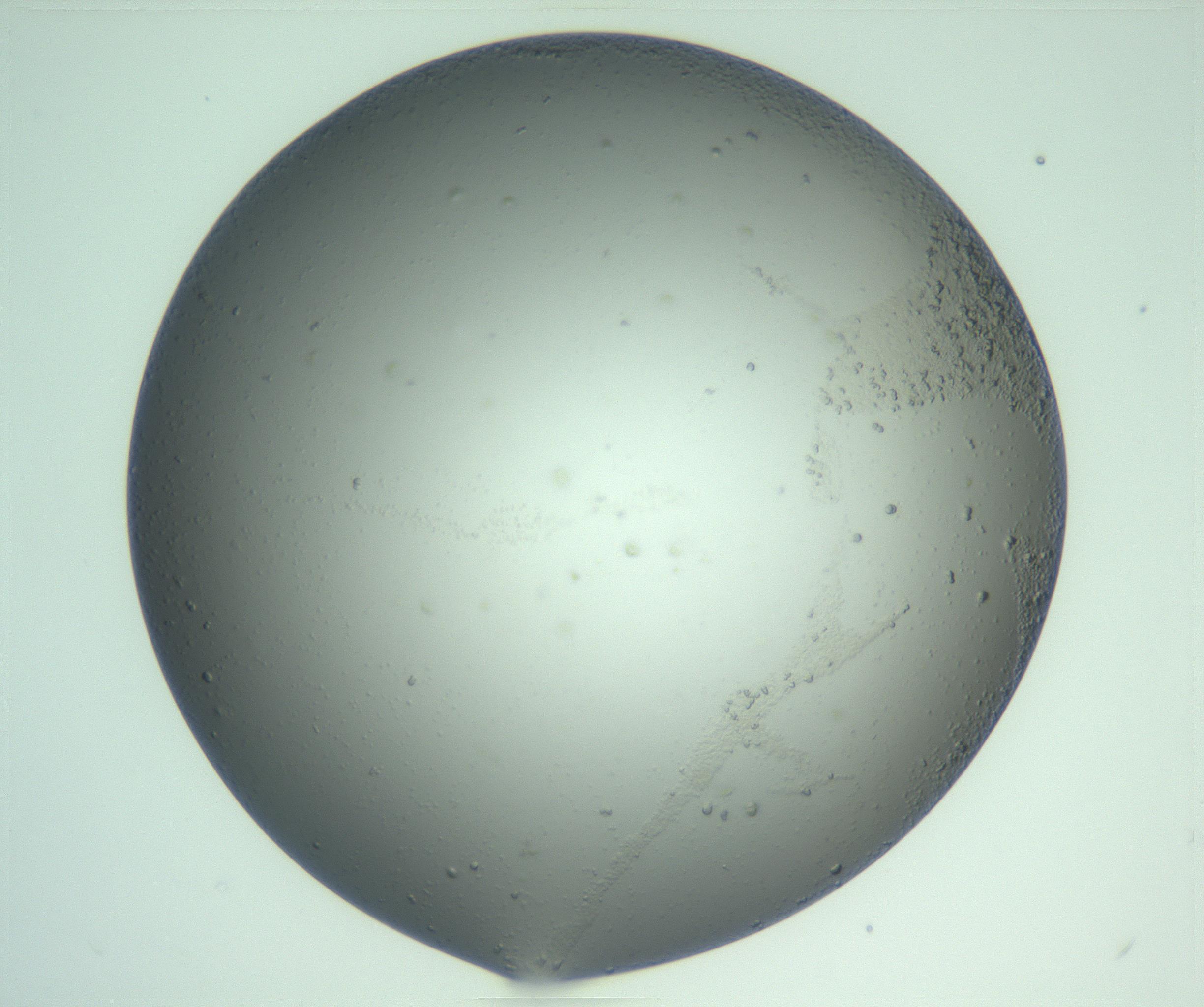 RI01_03_000_0212_Proj1_Clon1_MC_0000MC103270_004_170215_02_02_02_00_99_002_001_RAI.jpg