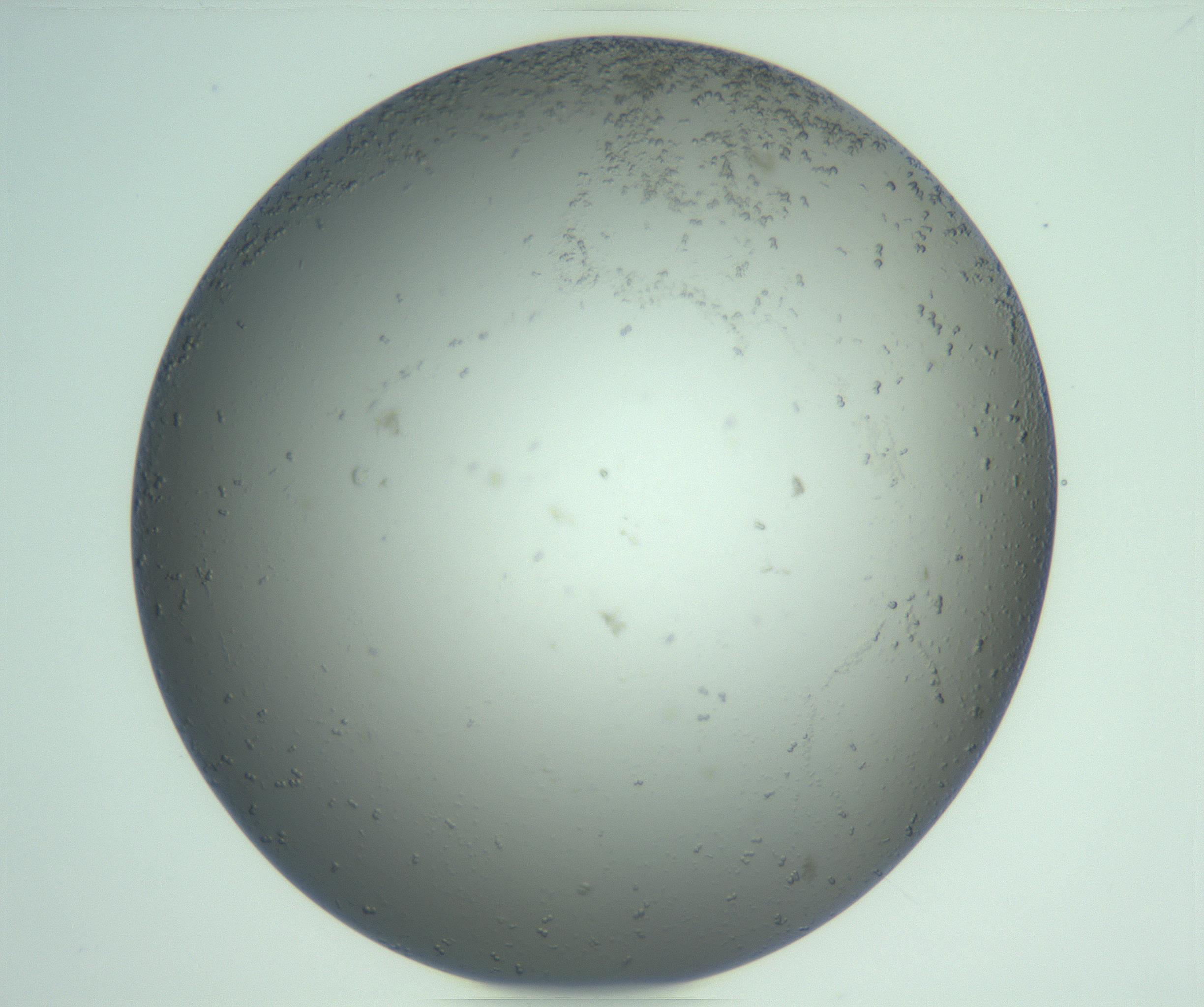 RI01_03_000_0212_Proj1_Clon1_MC_0000MC103270_004_170215_05_08_02_00_99_002_001_RAI.jpg