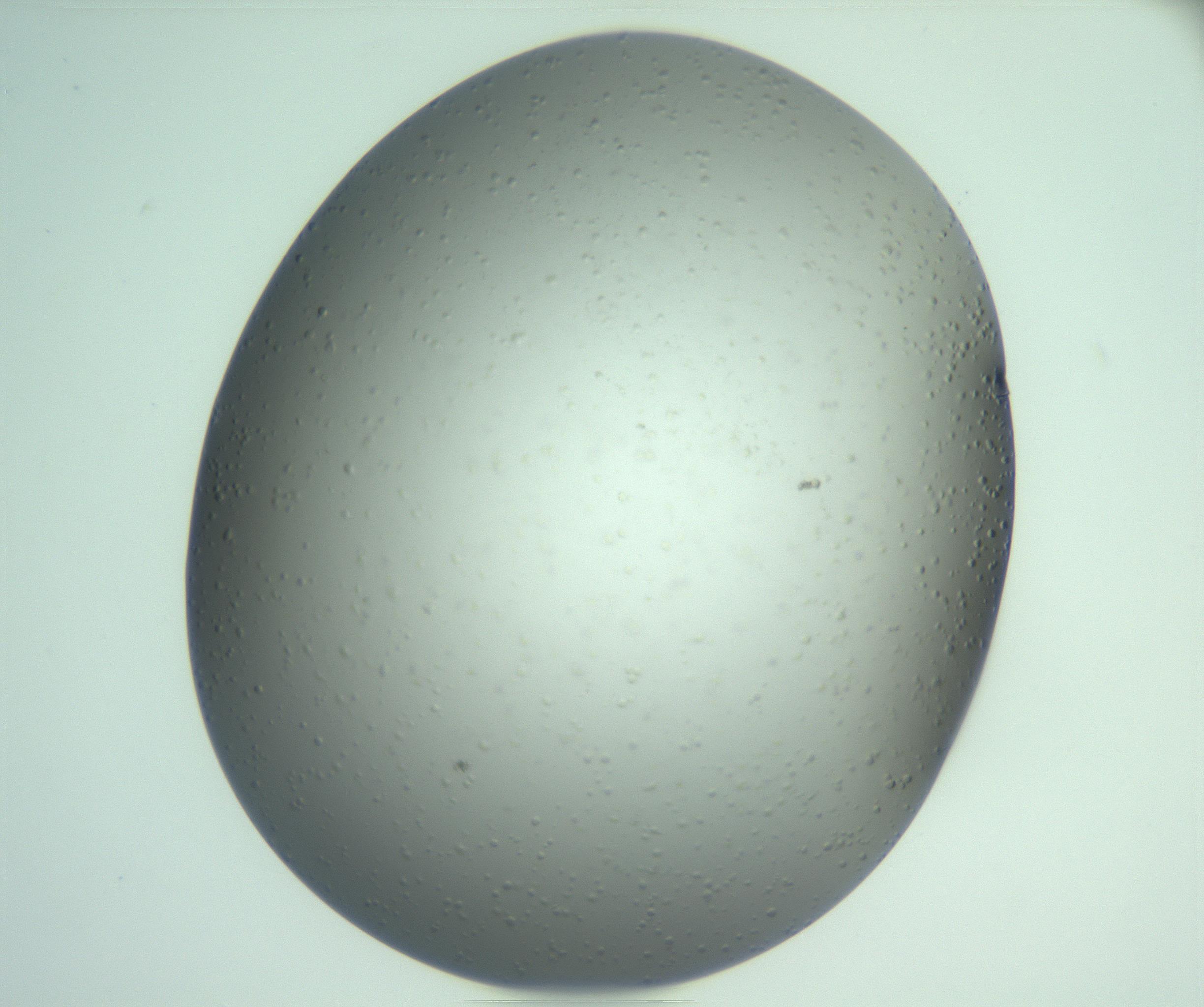 RI01_03_000_0212_Proj1_Clon1_MC_0000MC103270_004_170215_06_08_02_00_99_002_001_RAI.jpg