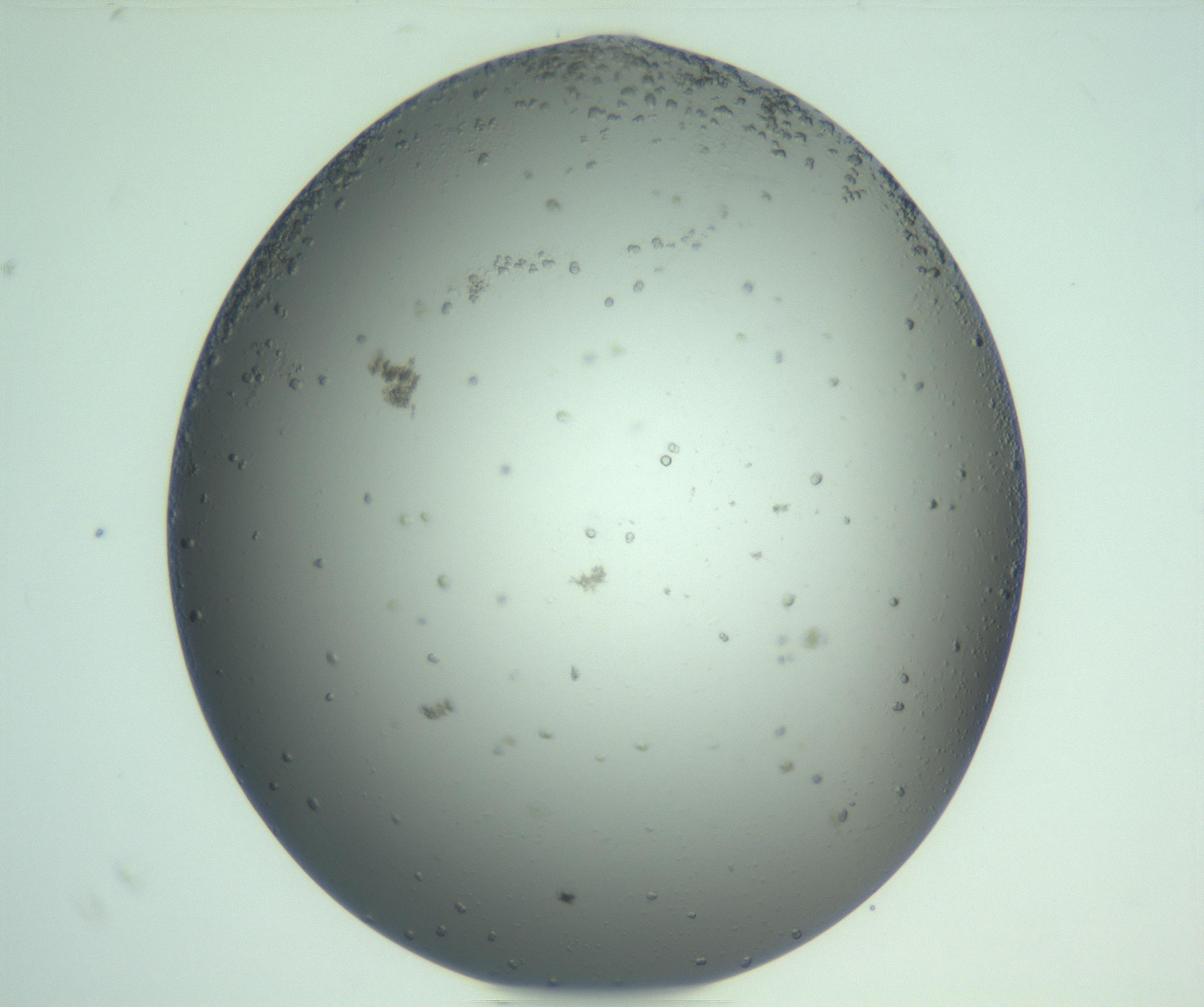 RI01_03_000_0212_Proj1_Clon1_MC_0000MC103270_004_170215_07_08_02_00_99_002_001_RAI.jpg