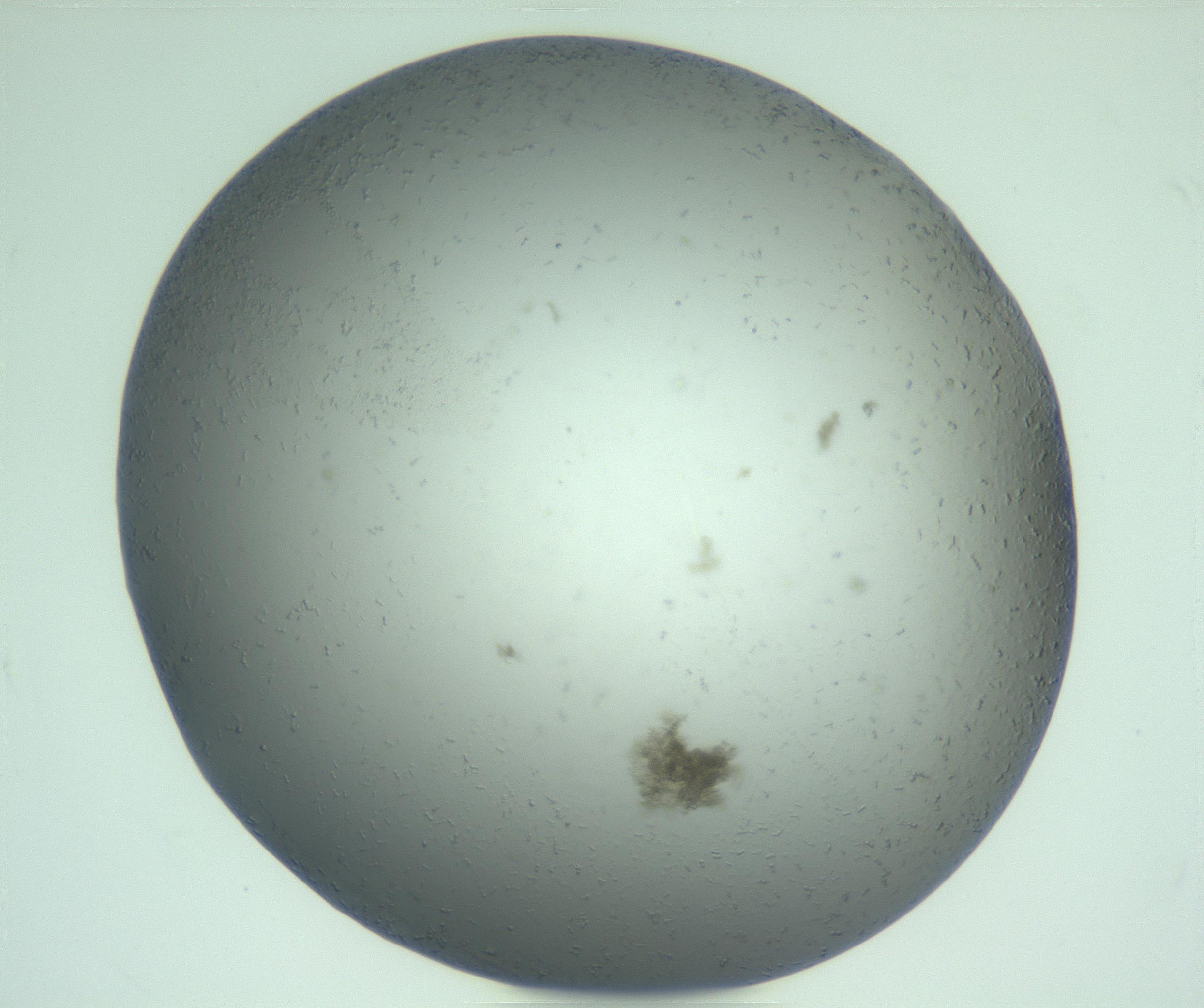 RI01_03_000_0212_Proj1_Clon1_MC_0000MC103270_004_170215_12_07_02_00_99_002_001_RAI.jpg