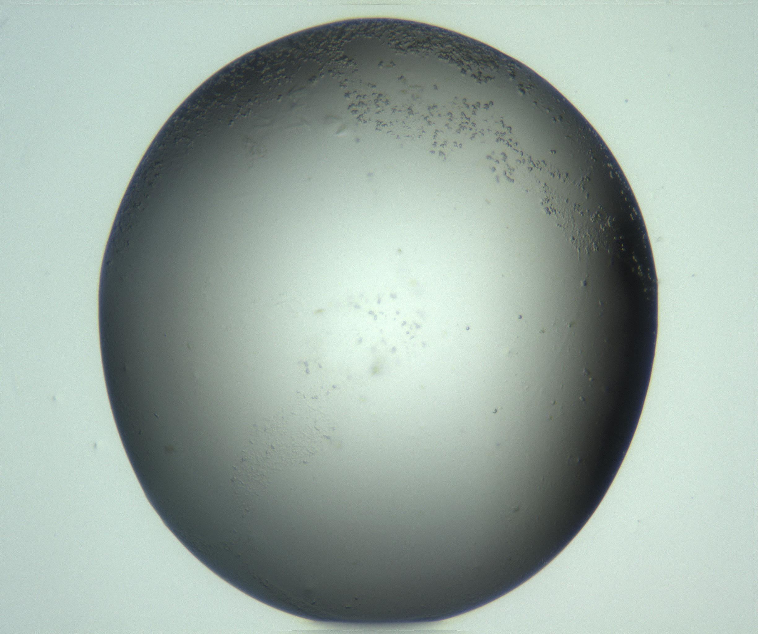 RI01_03_000_0212_Proj1_Clon1_MC_0000MC103270_004_170215_12_08_02_00_99_002_001_RAI.jpg