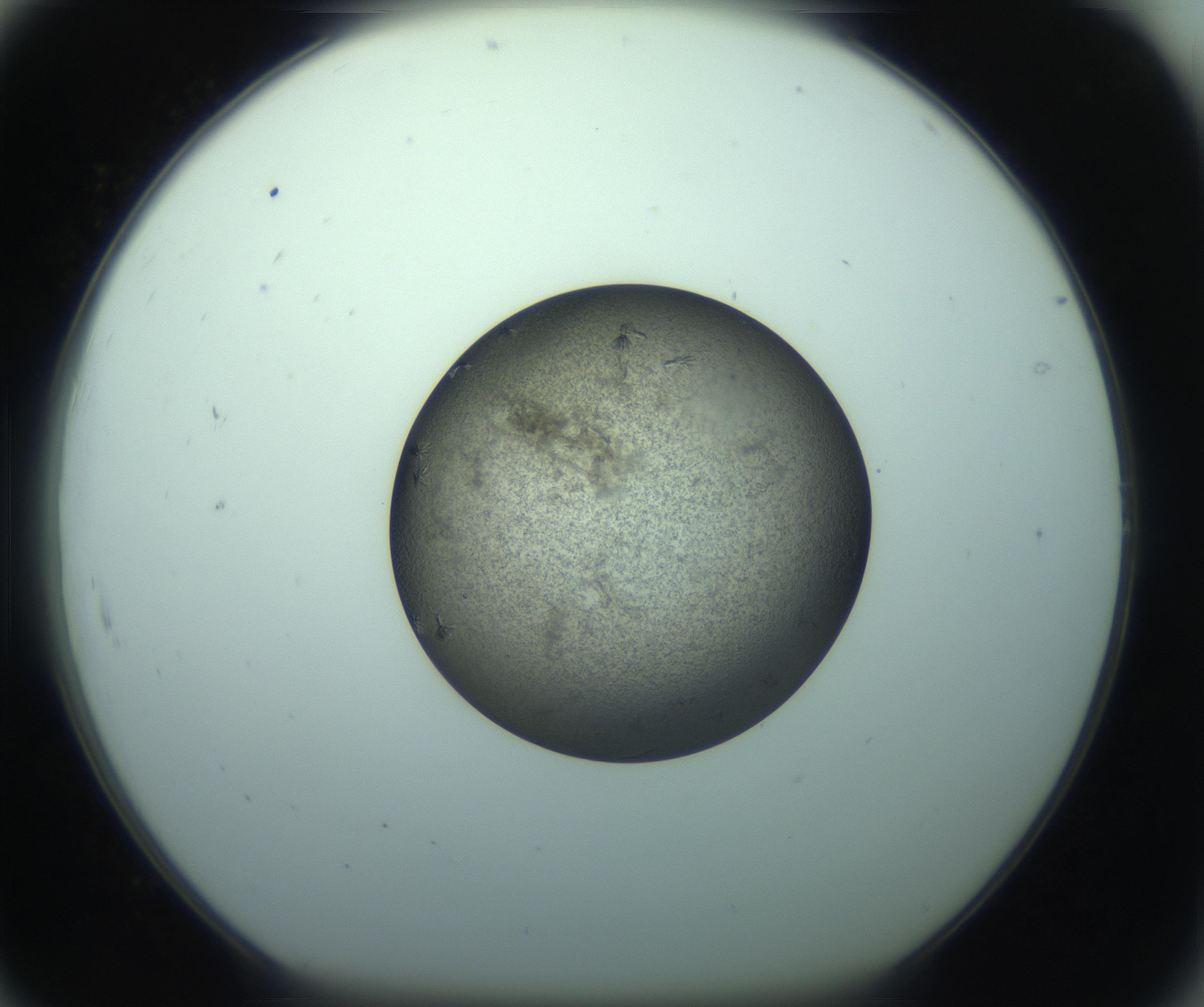 RI01_03_000_0212_Proj1_Clon1_MC_0000MC103271_002_170211_07_08_01_00_99_002_001_RAI.jpg