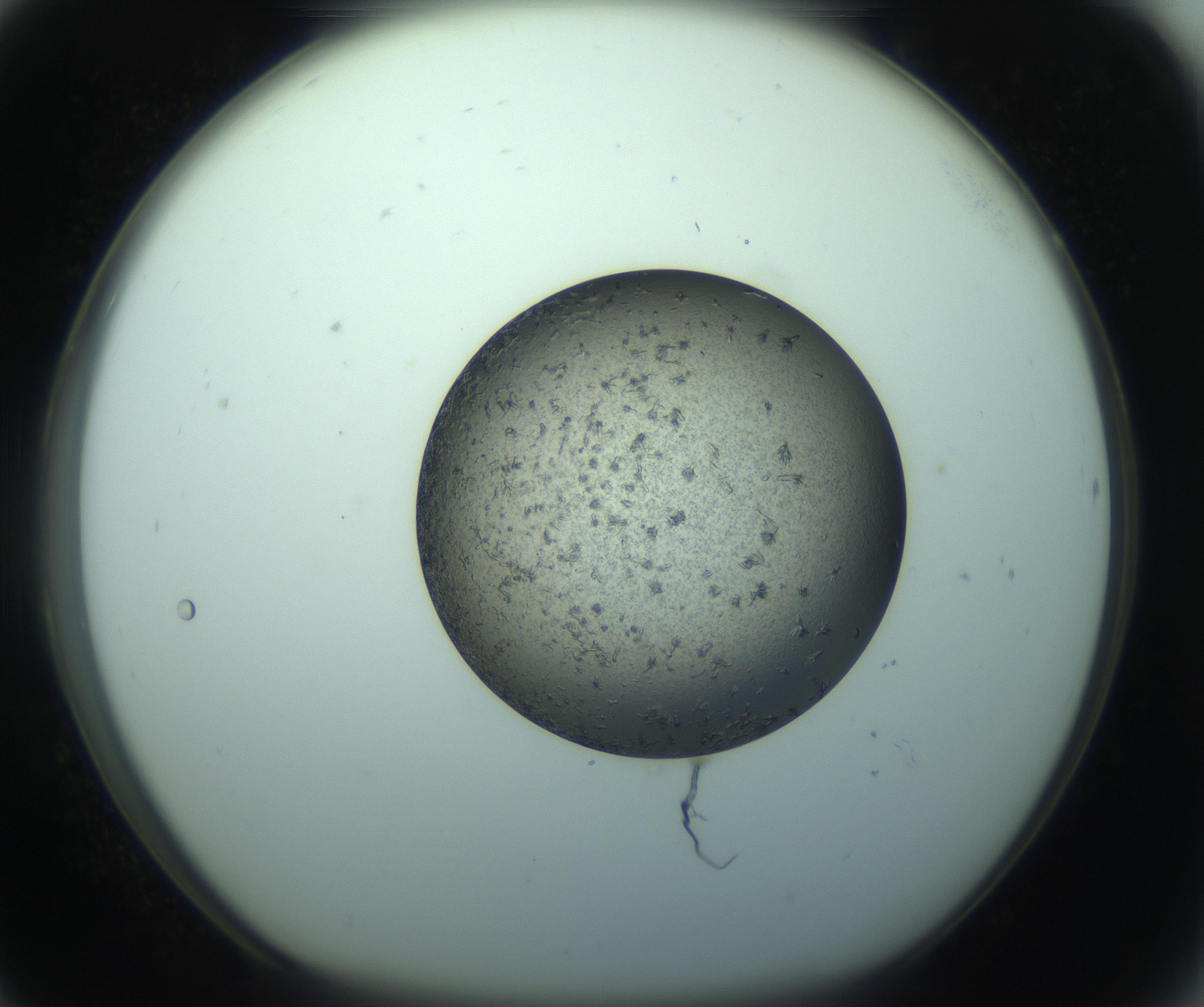 RI01_03_000_0212_Proj1_Clon1_MC_0000MC103271_002_170211_08_07_01_00_99_002_001_RAI.jpg