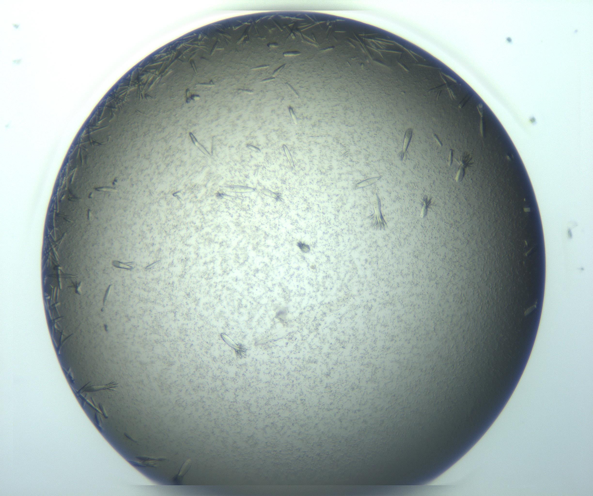 RI01_03_000_0212_Proj1_Clon1_MC_0000MC103271_002_170211_09_05_01_00_99_002_001_RAI.jpg
