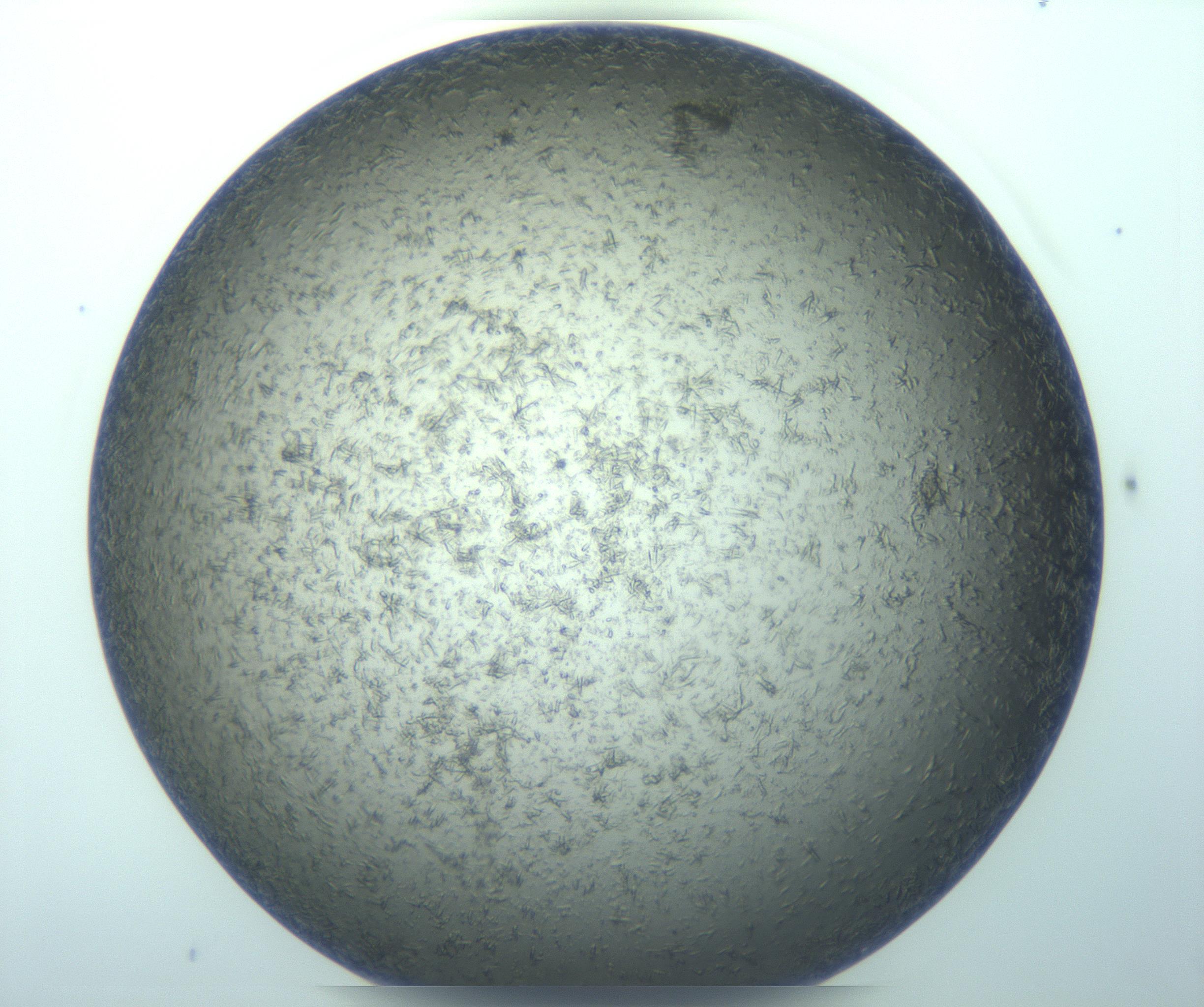 RI01_03_000_0212_Proj1_Clon1_MC_0000MC103271_002_170211_09_06_01_00_99_002_001_RAI.jpg