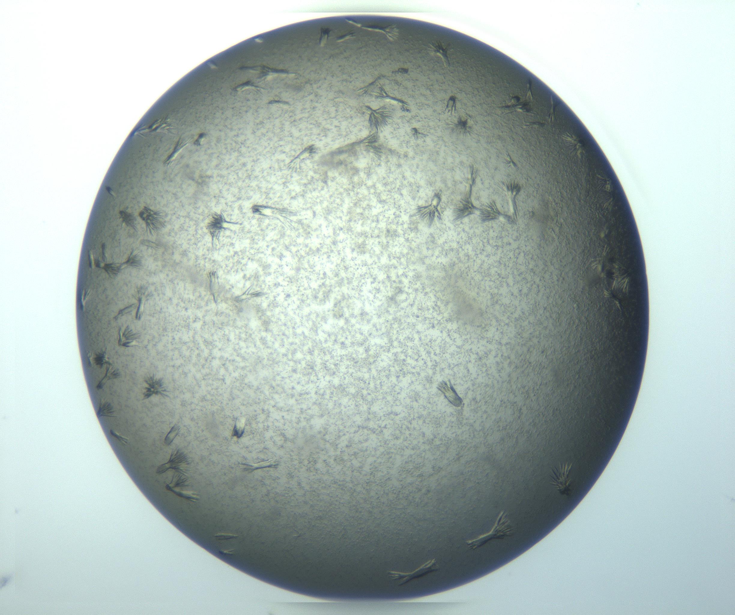RI01_03_000_0212_Proj1_Clon1_MC_0000MC103271_002_170211_10_08_01_00_99_002_001_RAI.jpg