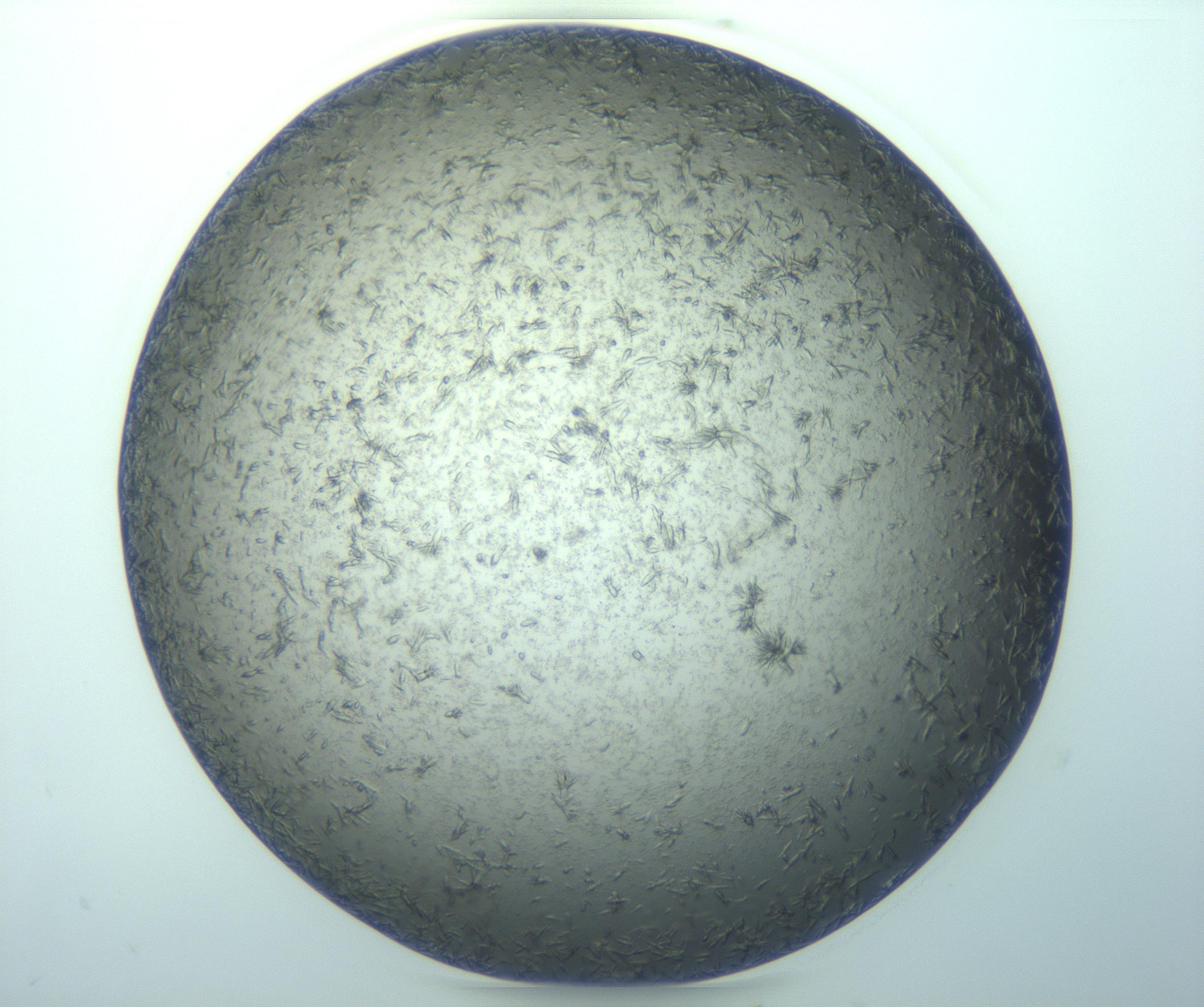 RI01_03_000_0212_Proj1_Clon1_MC_0000MC103271_002_170211_11_07_01_00_99_002_001_RAI.jpg