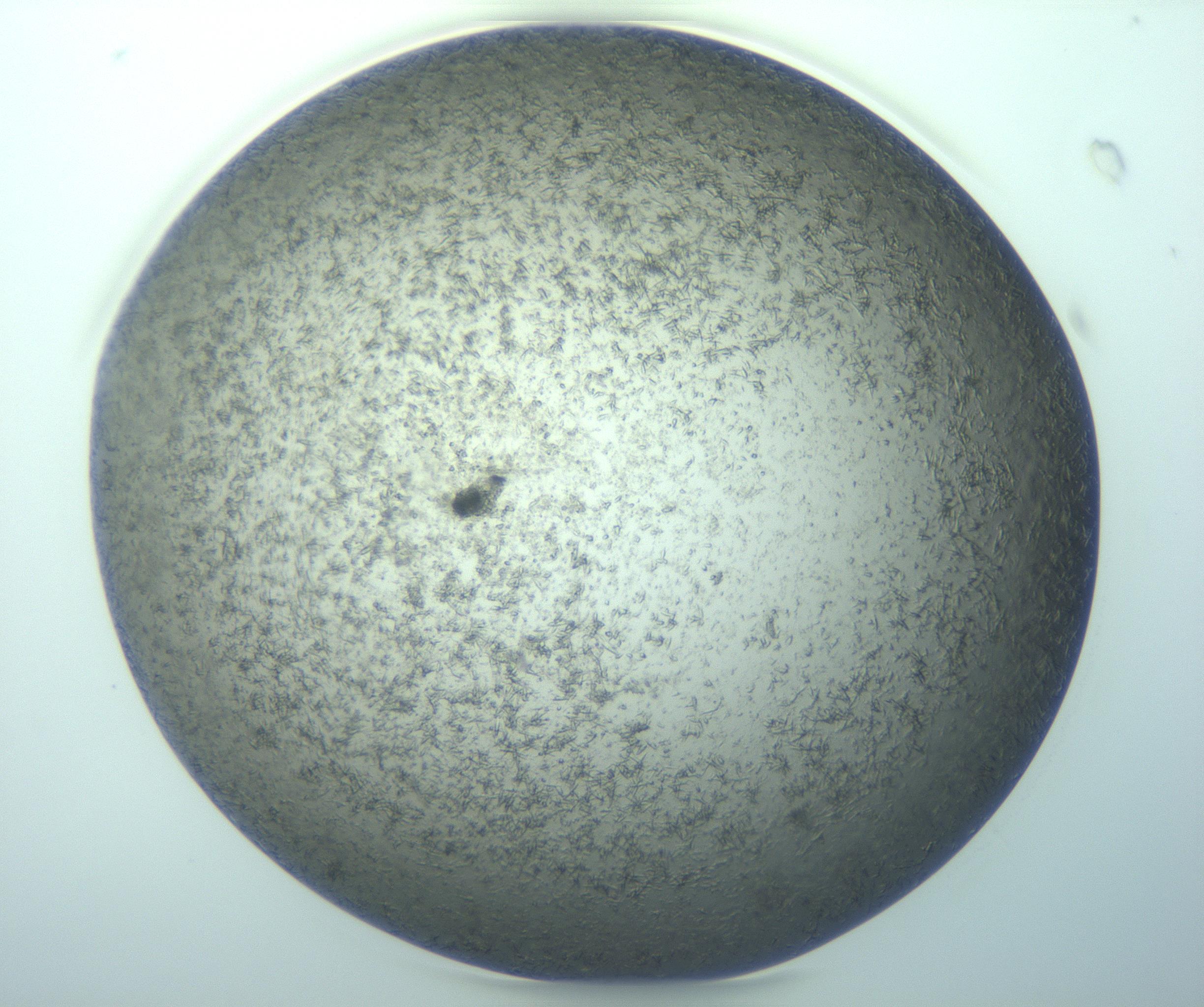 RI01_03_000_0212_Proj1_Clon1_MC_0000MC103271_002_170211_12_07_01_00_99_002_001_RAI.jpg