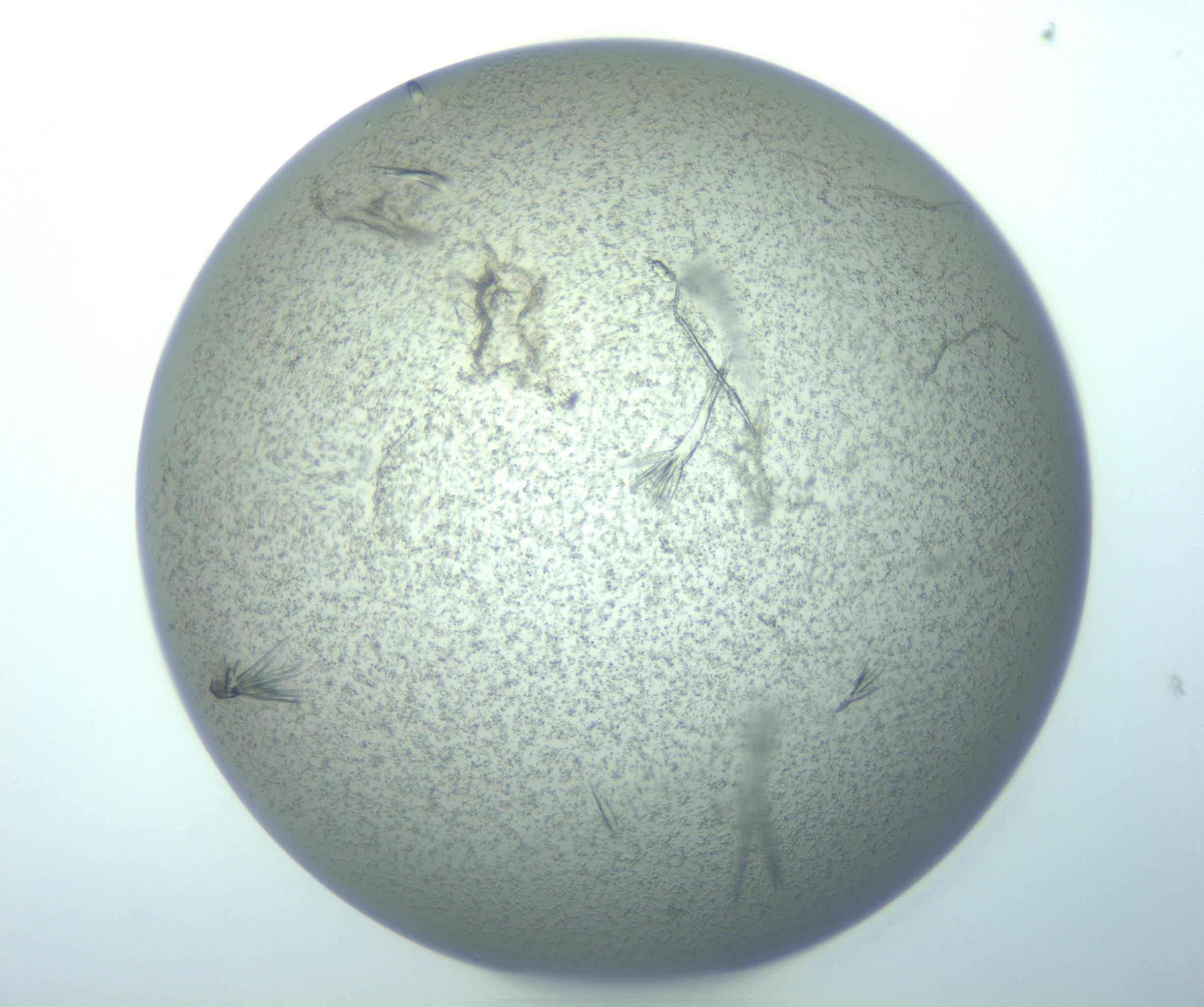 RI01_03_000_0212_Proj1_Clon1_MC_0000MC103271_003_170213_06_04_01_00_99_002_001_RAI.jpg