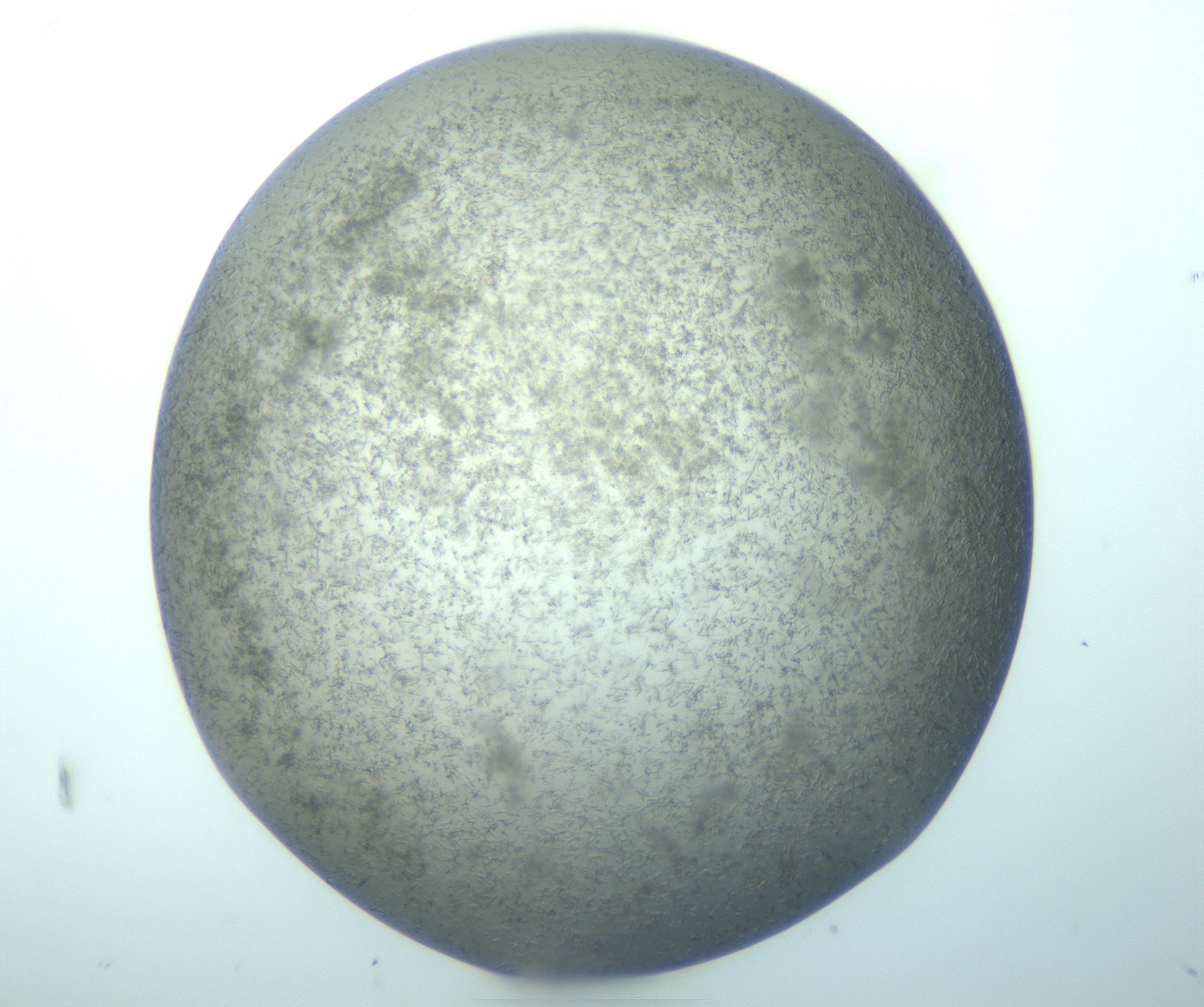RI01_03_000_0212_Proj1_Clon1_MC_0000MC103271_003_170213_09_08_01_00_99_002_001_RAI.jpg