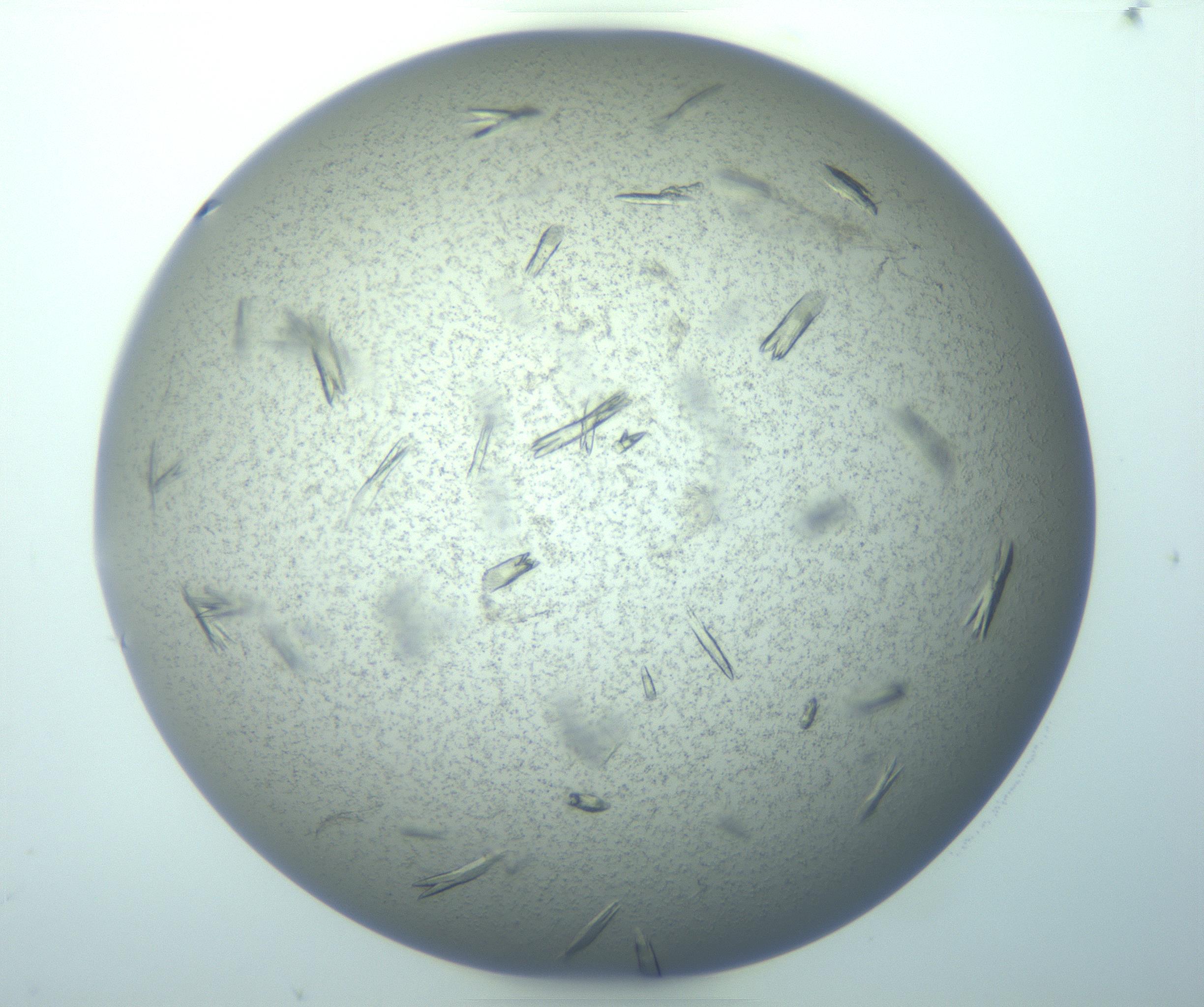 RI01_03_000_0212_Proj1_Clon1_MC_0000MC103271_003_170213_11_06_01_00_99_002_001_RAI.jpg