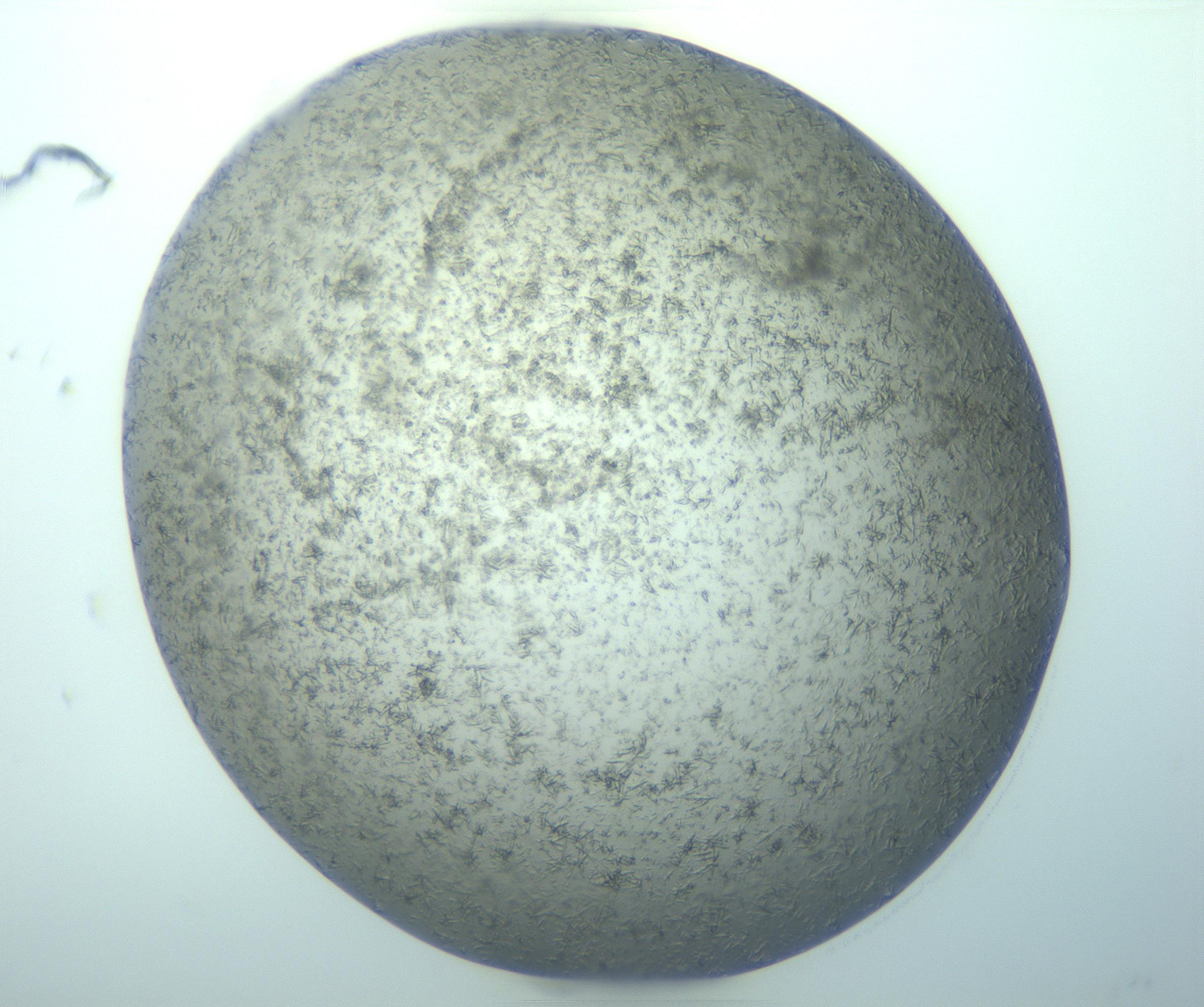 RI01_03_000_0212_Proj1_Clon1_MC_0000MC103271_003_170213_11_08_01_00_99_002_001_RAI.jpg