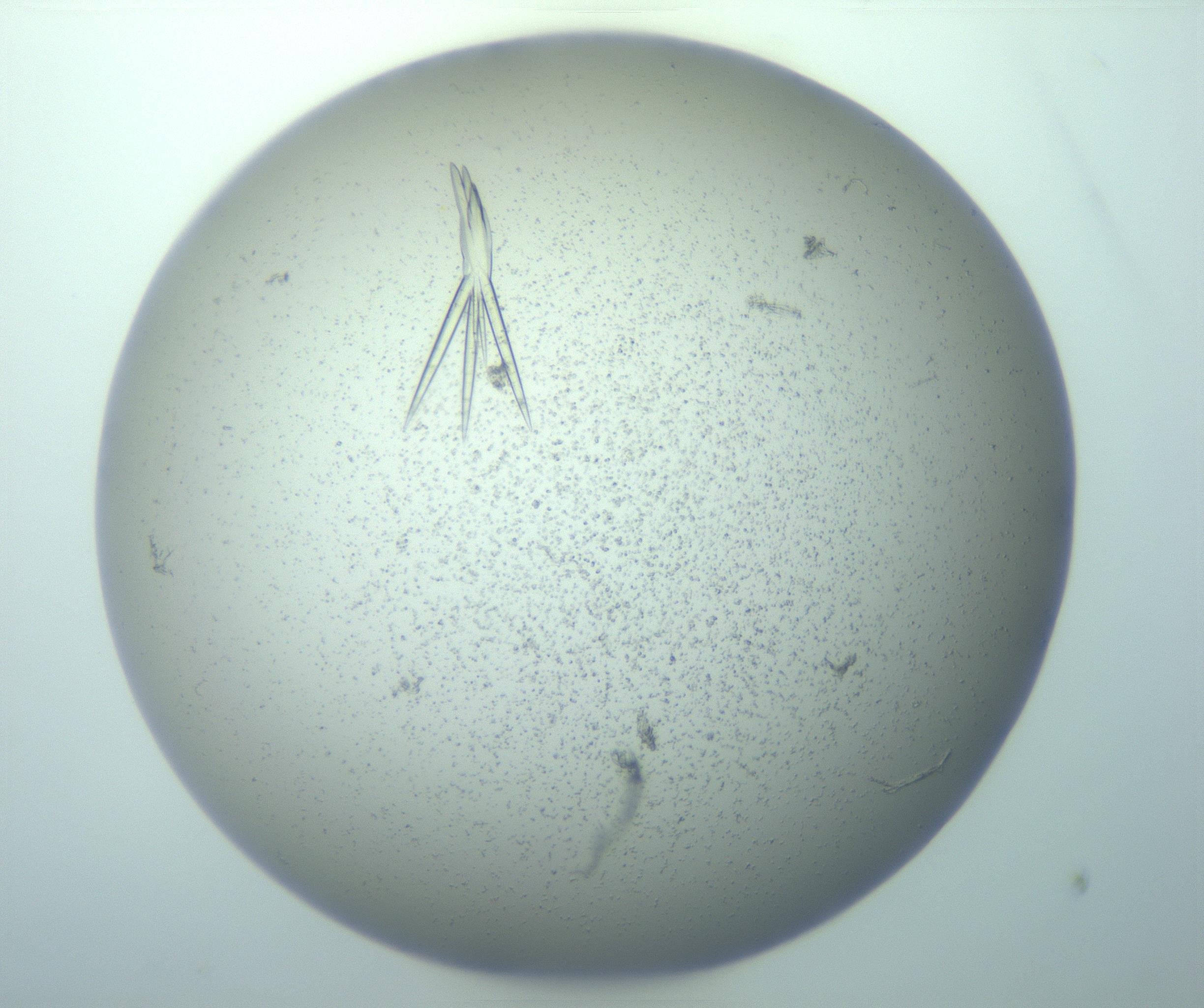 RI01_03_000_0212_Proj1_Clon1_MC_0000MC103271_003_170213_12_03_01_00_99_002_001_RAI.jpg