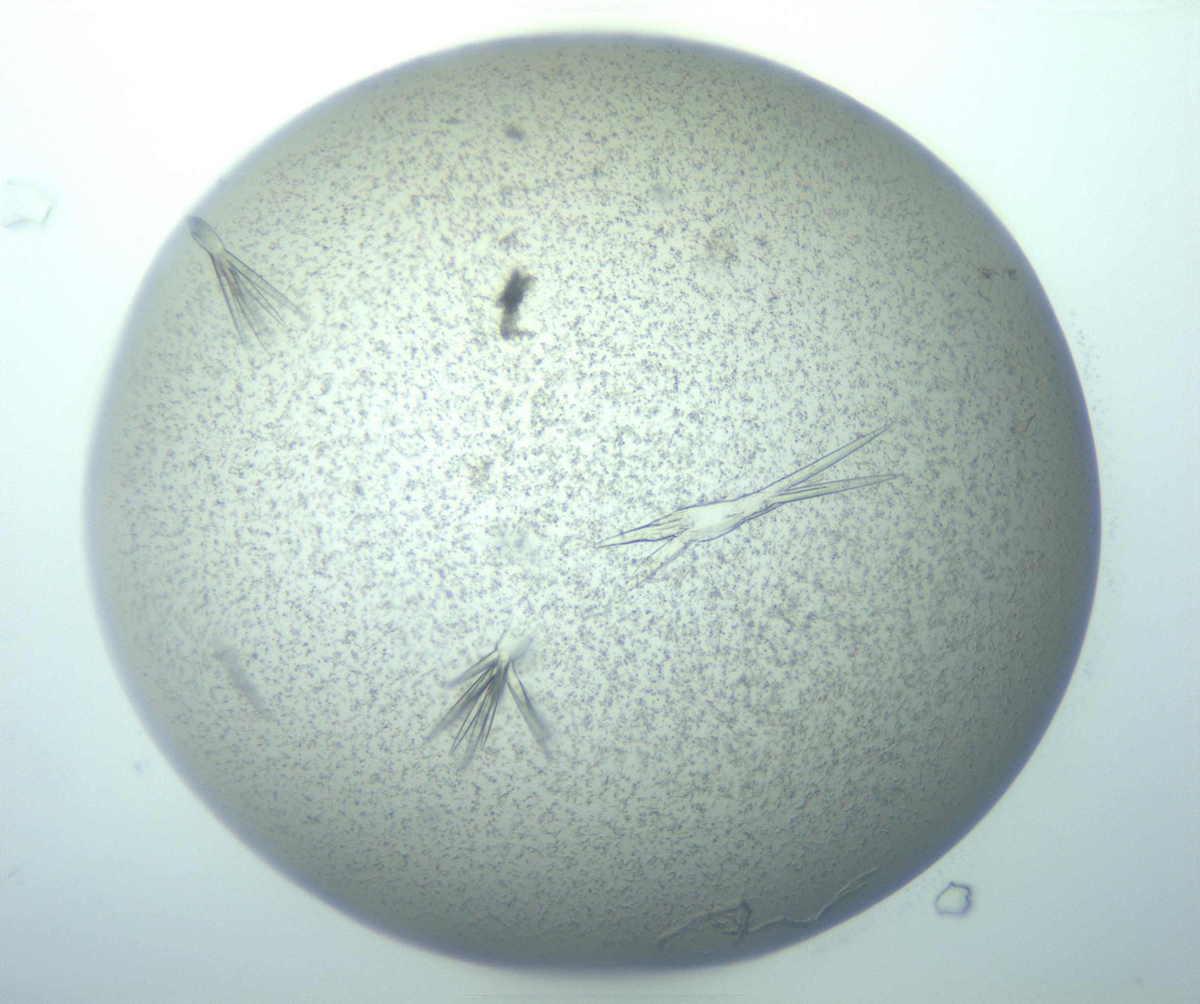 RI01_03_000_0212_Proj1_Clon1_MC_0000MC103271_003_170213_12_04_01_00_99_002_001_RAI.jpg