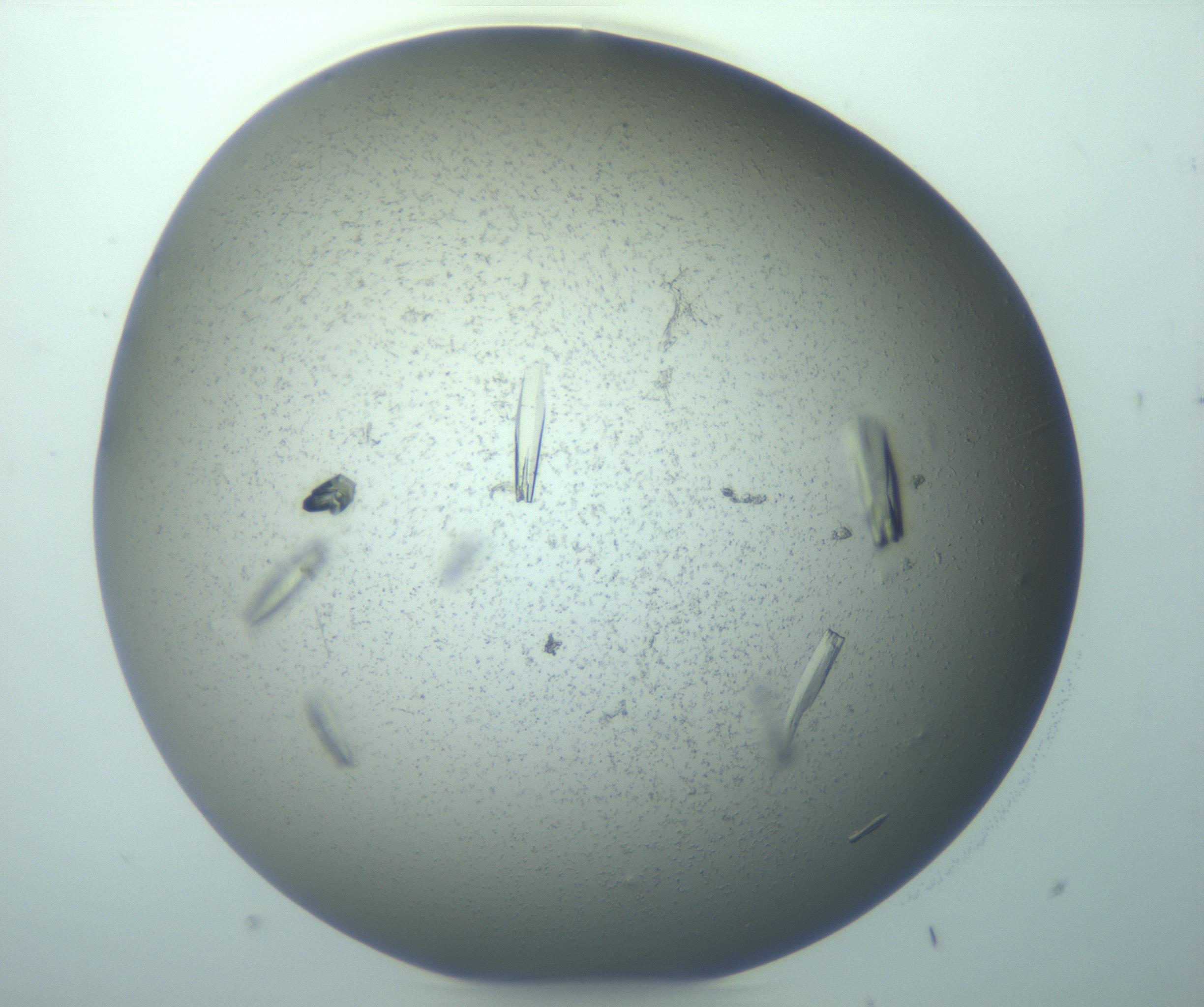 RI01_03_000_0212_Proj1_Clon1_MC_0000MC103271_003_170213_12_05_01_00_99_002_001_RAI.jpg