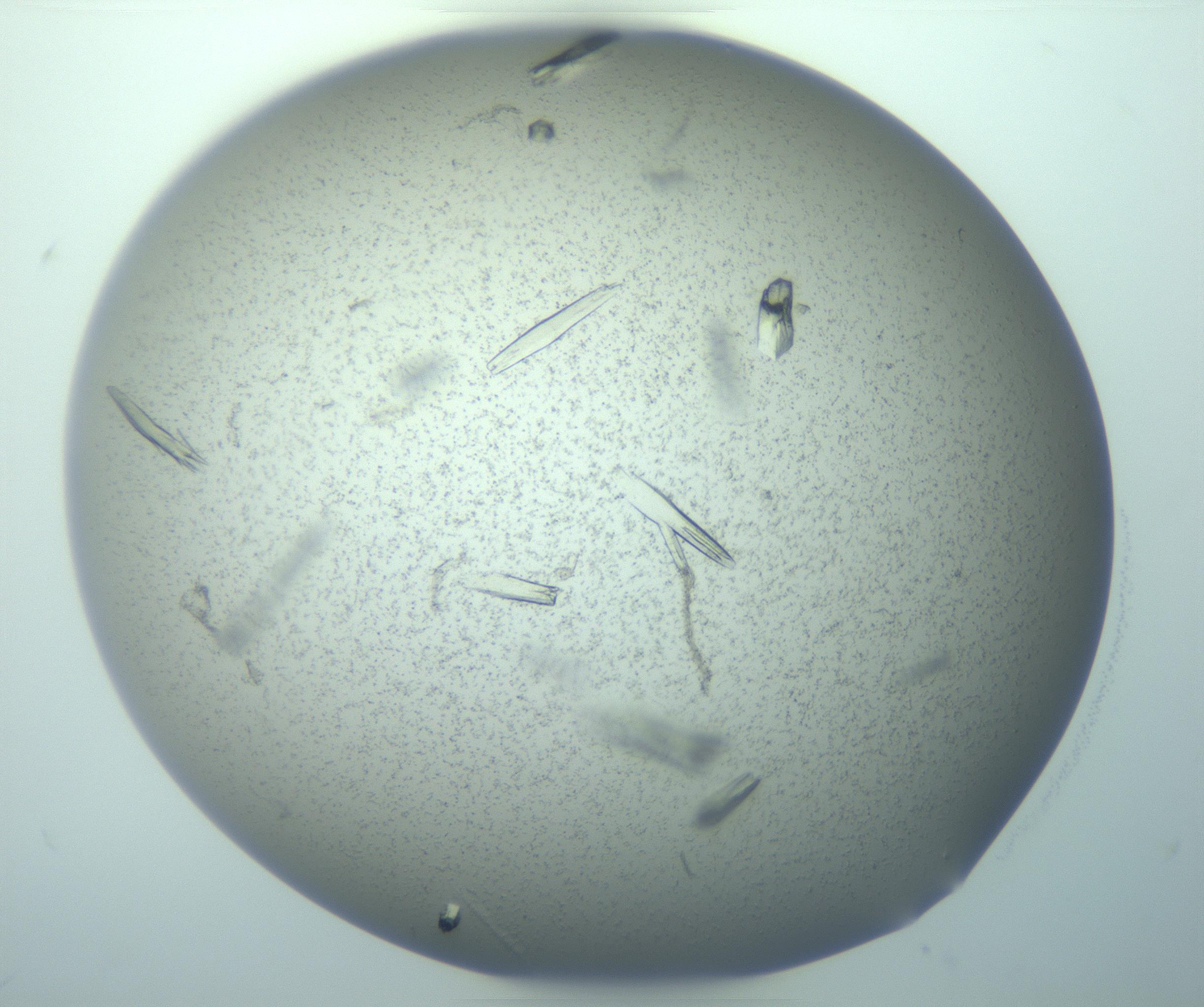 RI01_03_000_0212_Proj1_Clon1_MC_0000MC103271_003_170213_12_06_01_00_99_002_001_RAI.jpg